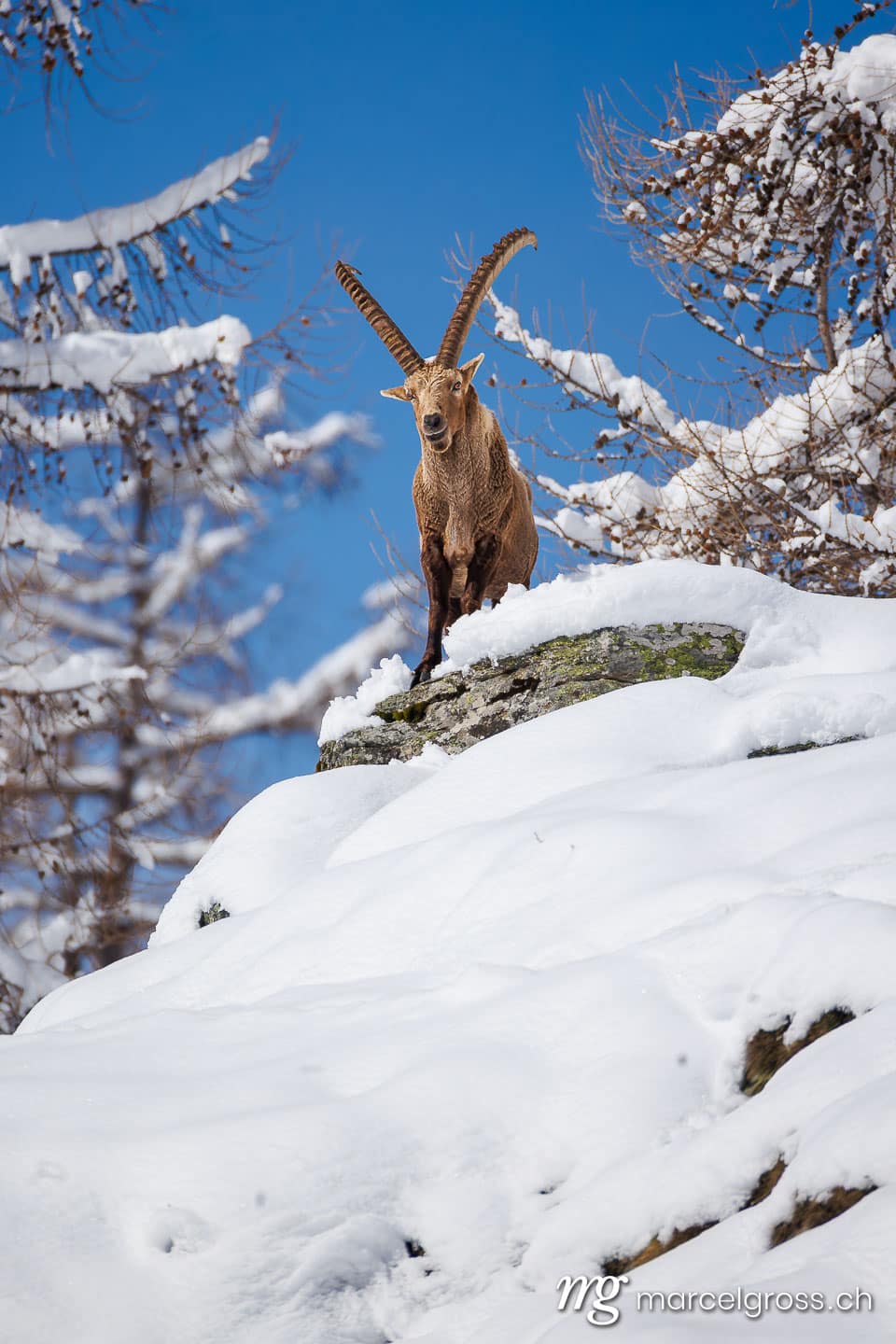 Steinbock Bilder. . Marcel Gross Photography