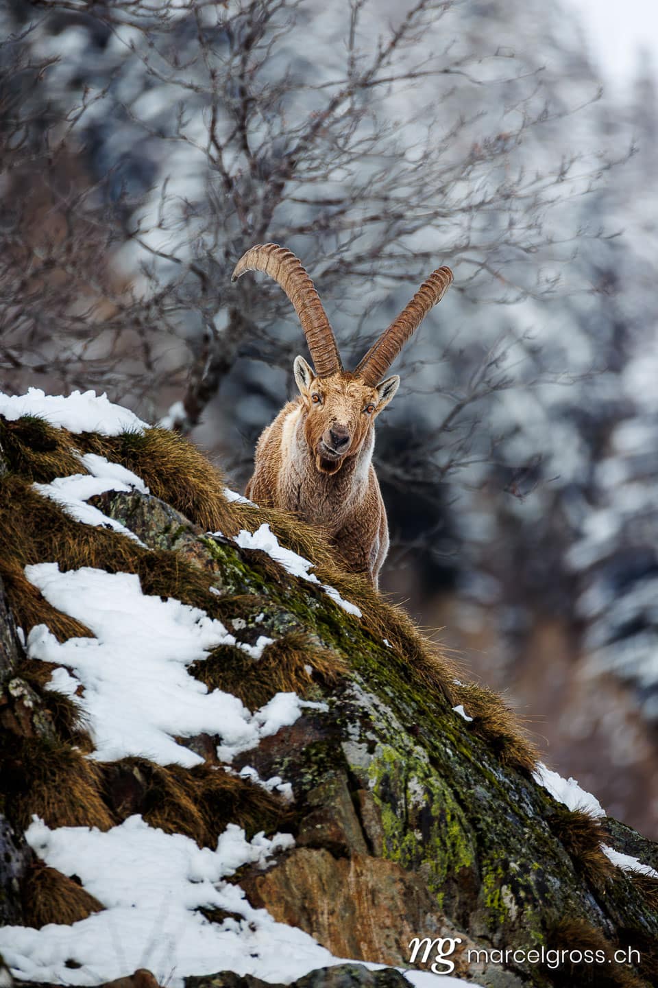 . . Marcel Gross Photography