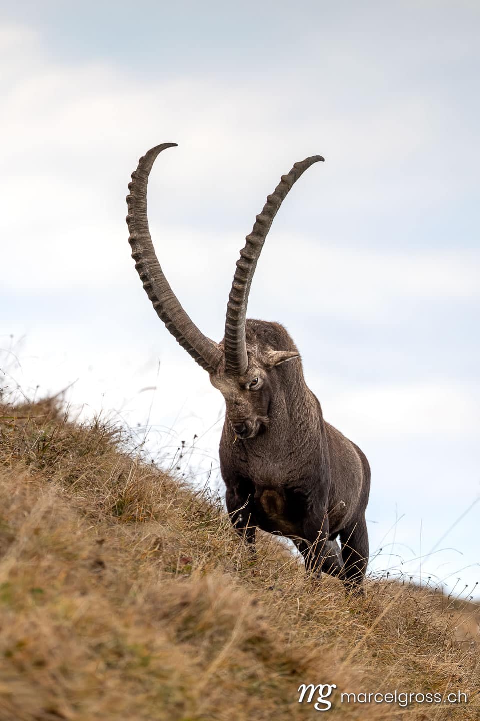 Steinbock Bilder. . Marcel Gross Photography