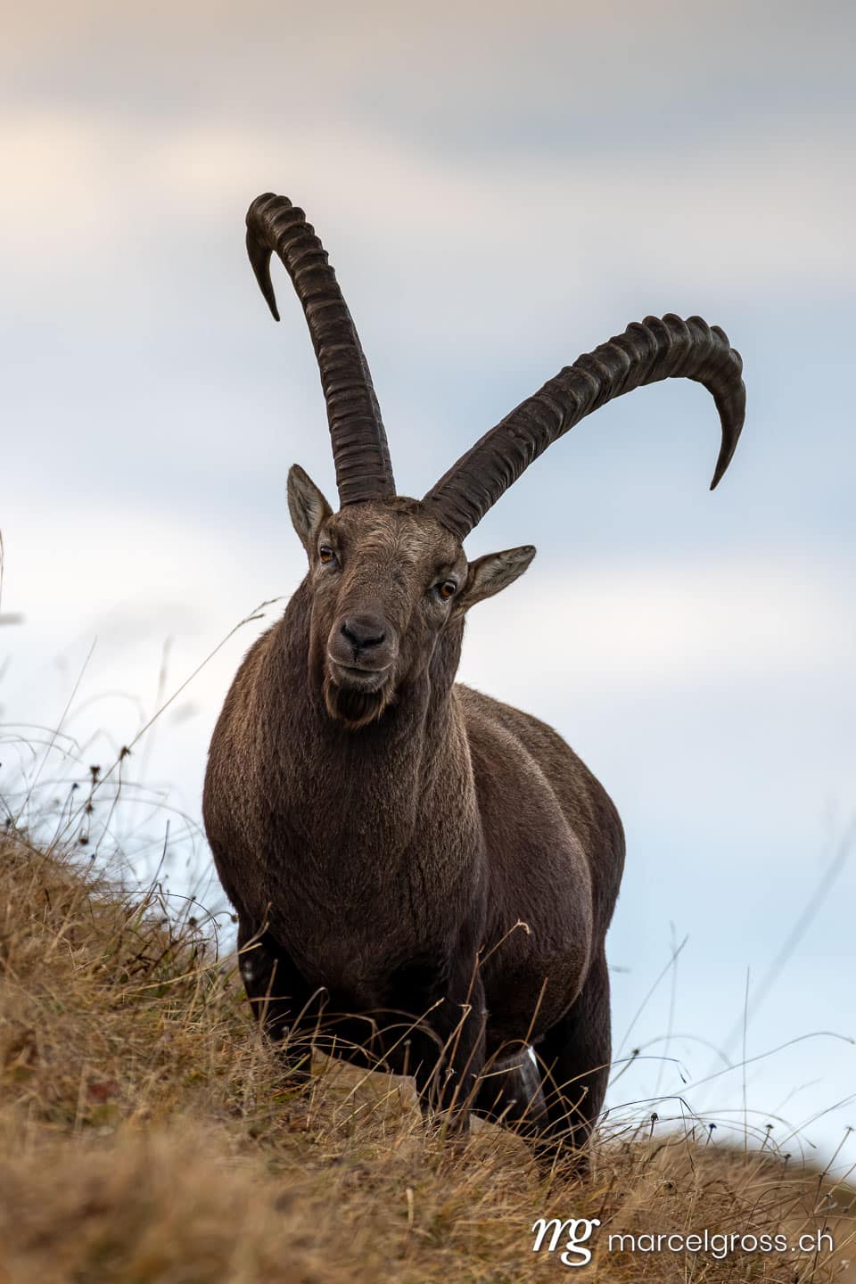 Steinbock Bilder. . Marcel Gross Photography