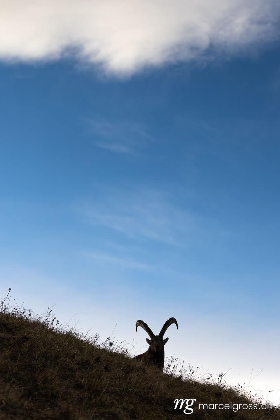 Steinbock Bilder. . Marcel Gross Photography