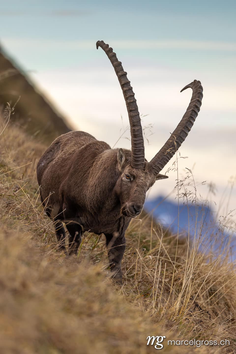Steinbock Bilder. . Marcel Gross Photography