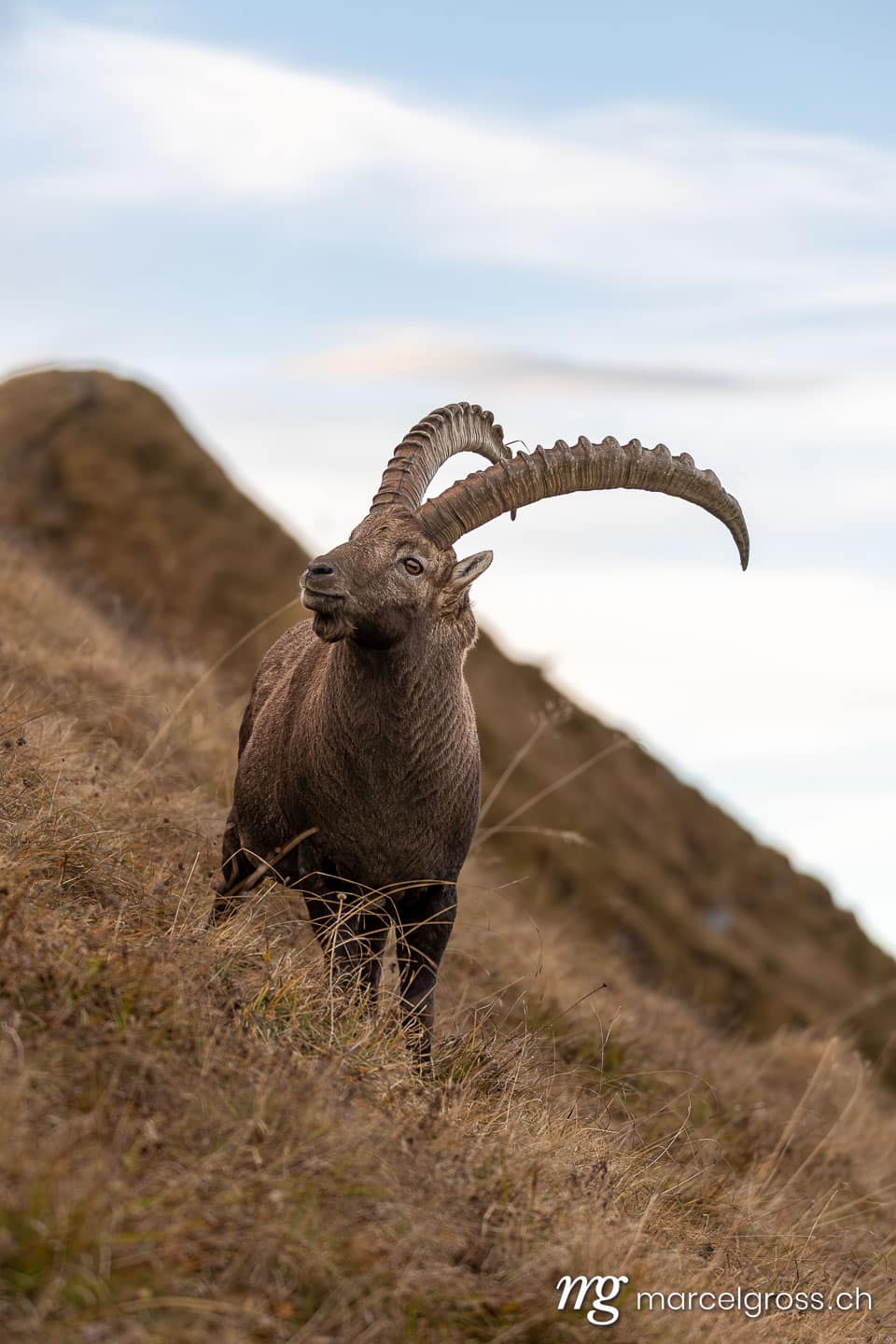 Steinbock Bilder. . Marcel Gross Photography