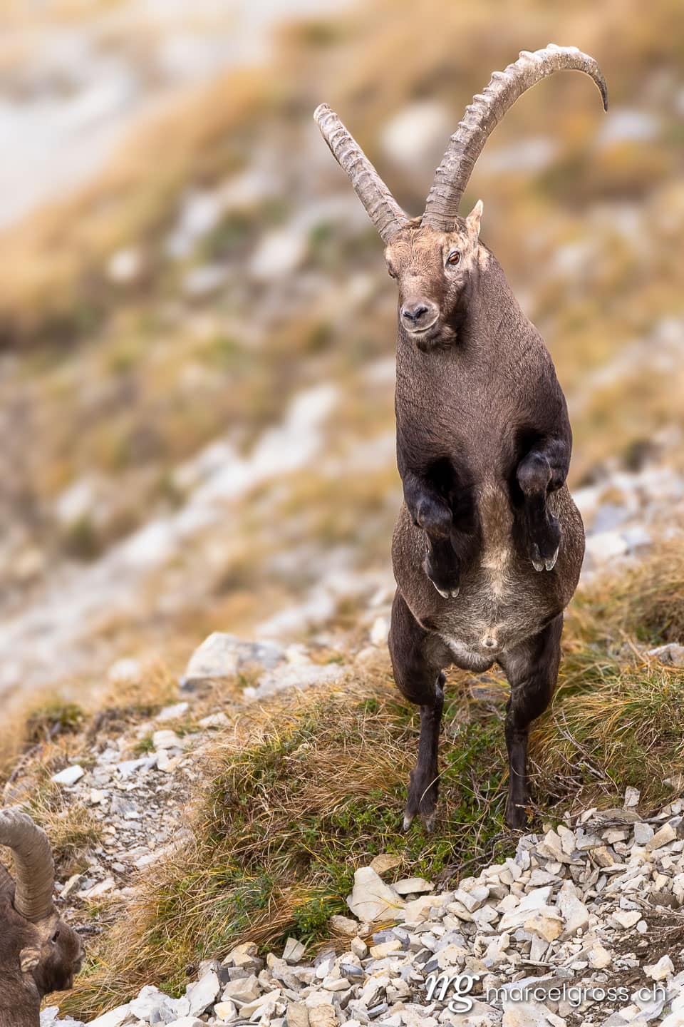 Steinbock Bilder. . Marcel Gross Photography