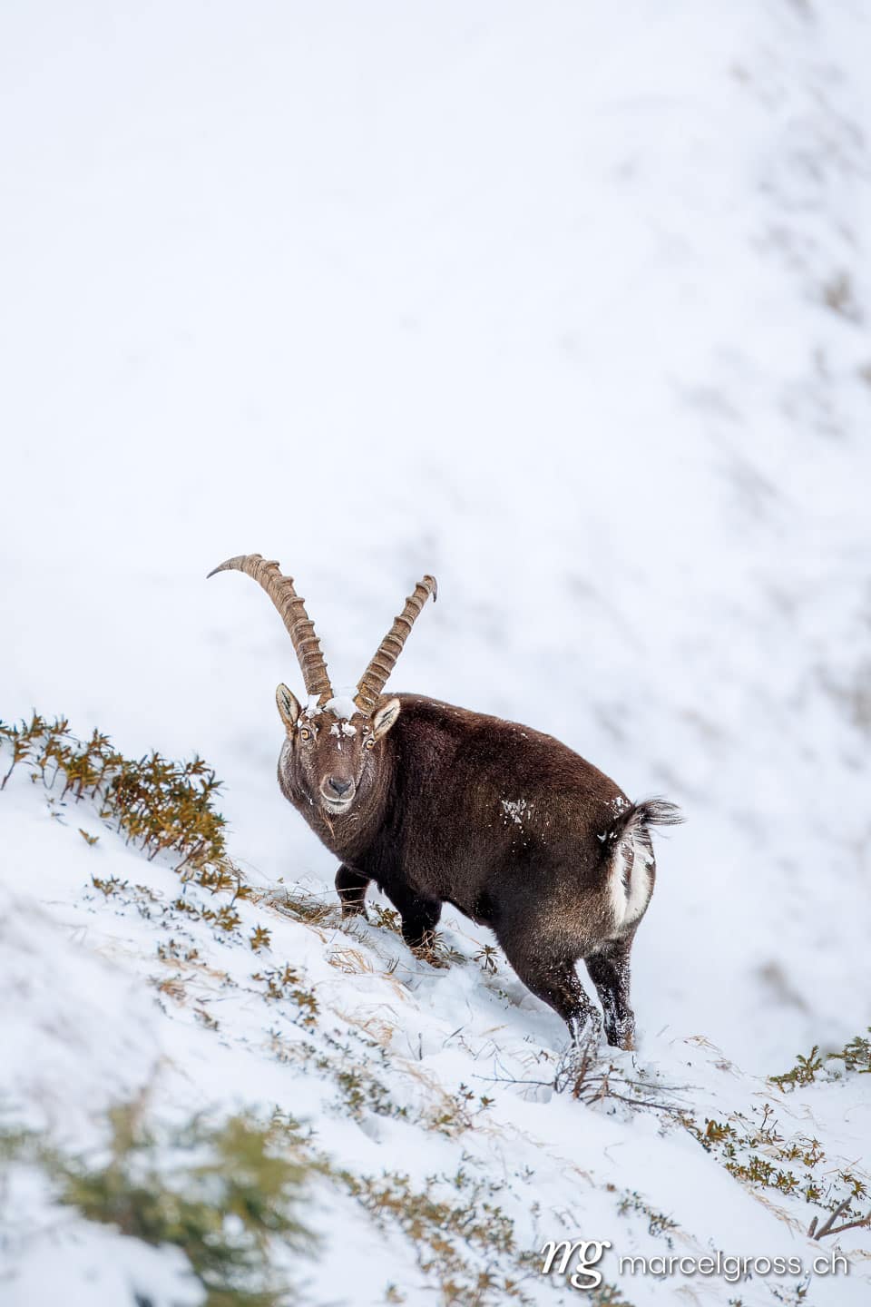 Steinbock Winter Schnee. . Marcel Gross Photography