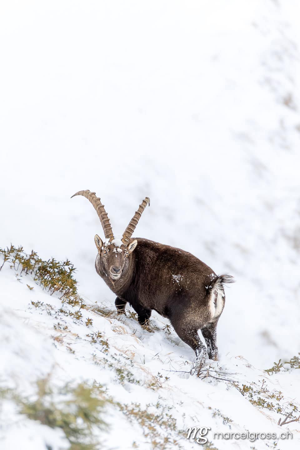 Steinbock Winter Schnee. . Marcel Gross Photography