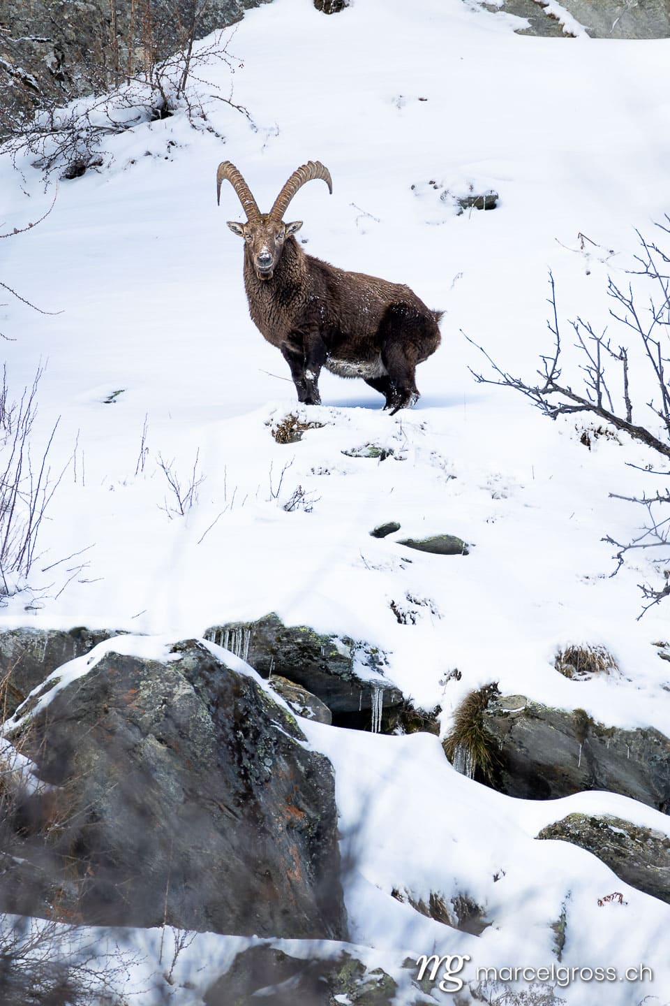 Steinbock Winter Schnee. . Marcel Gross Photography