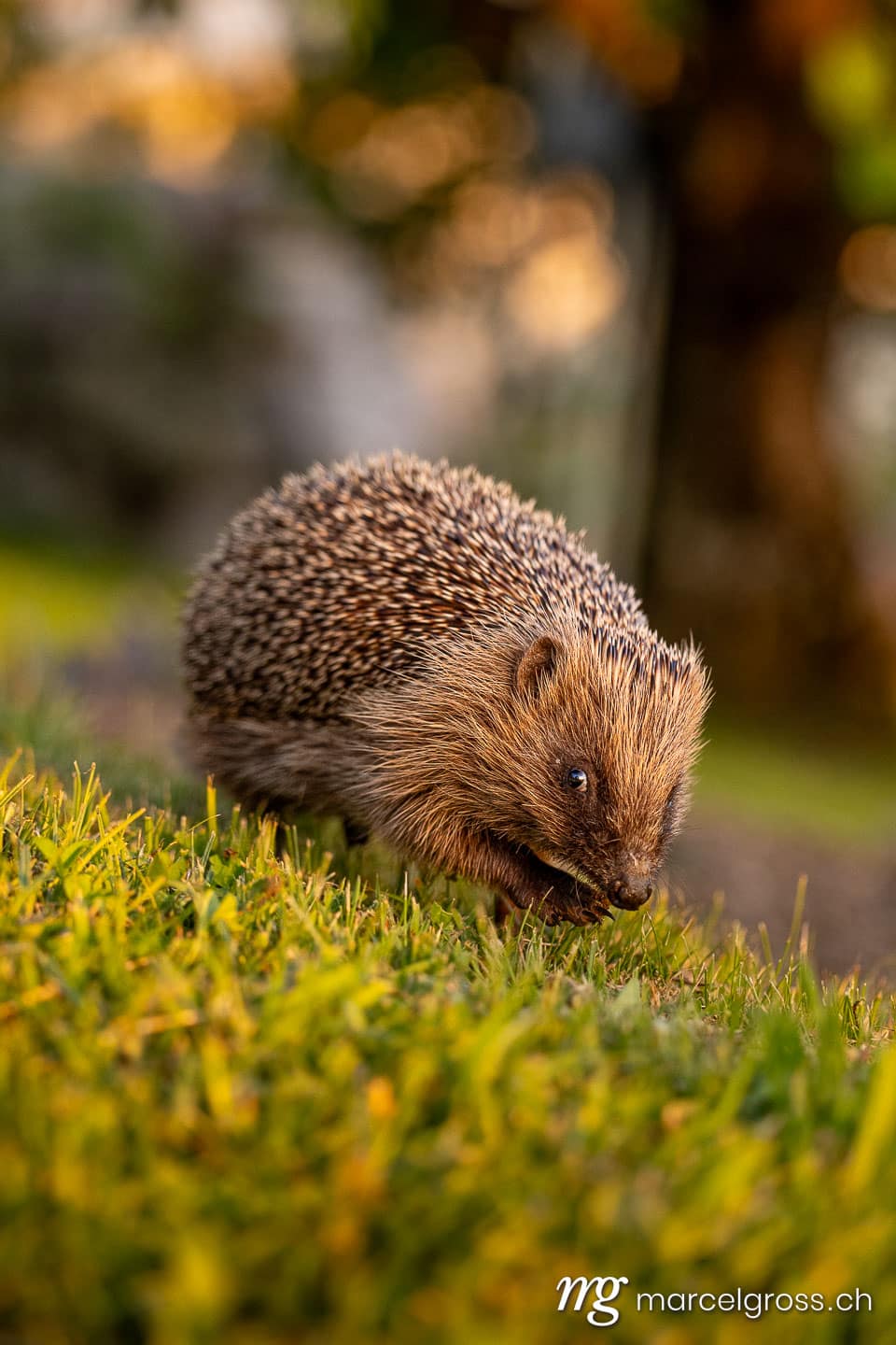 Wildlife of Switzerland. Hedgehog in garden during last light. Marcel Gross Photography