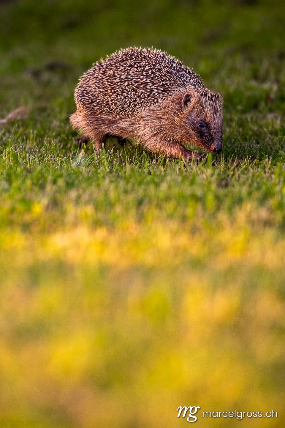 Wildlife of Switzerland. Hedgehog in garden during last light. Marcel Gross Photography