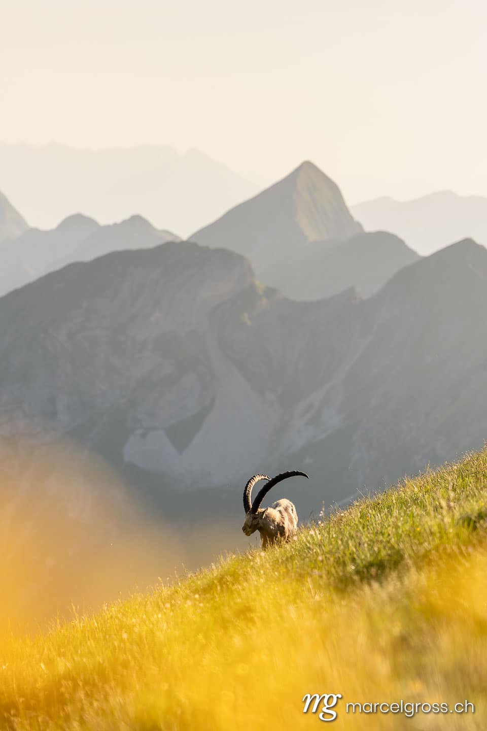 Steinbock Bilder. . Marcel Gross Photography