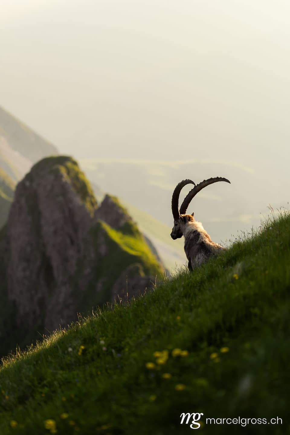 Steinbock Bilder. . Marcel Gross Photography