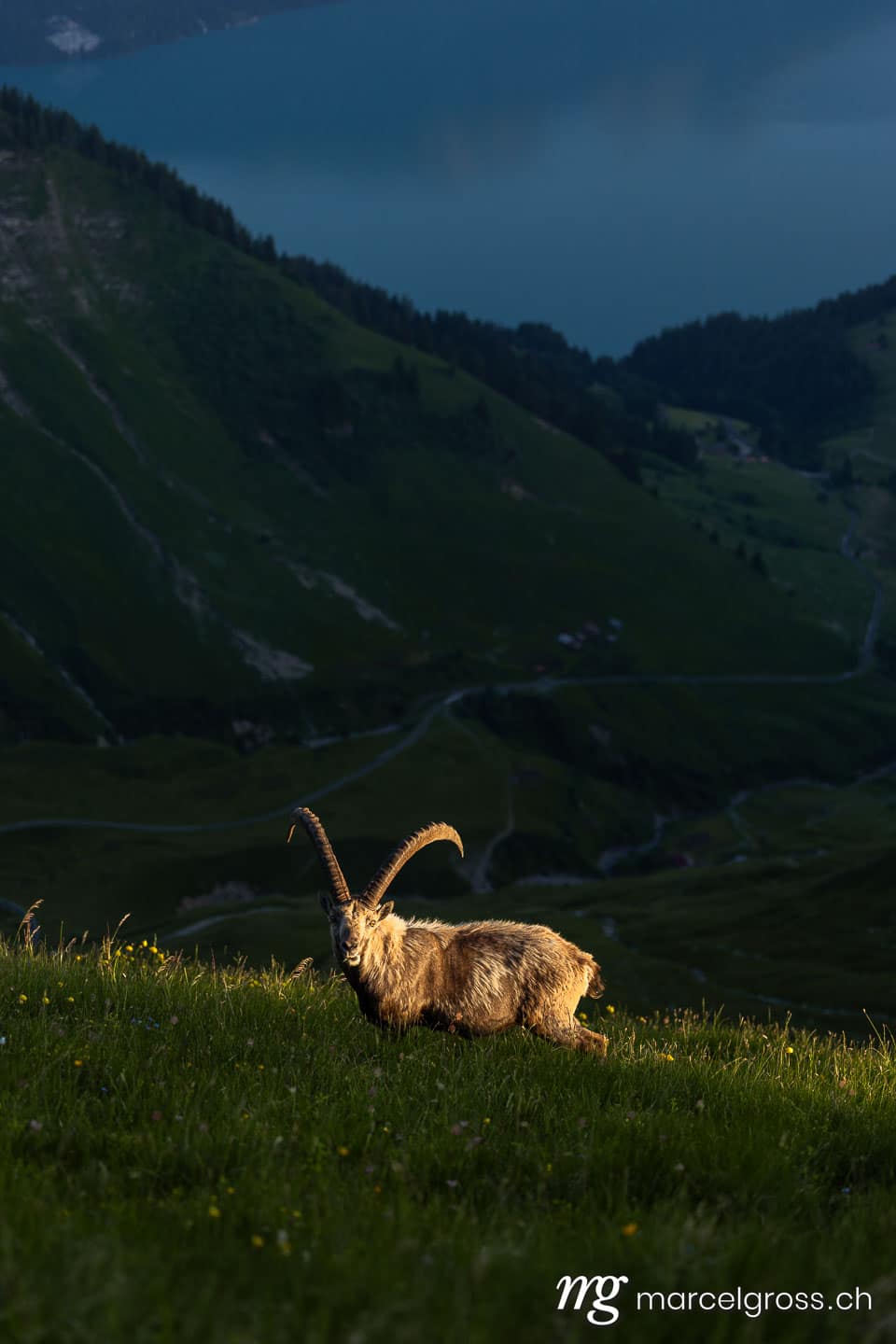 Steinbock Bilder. . Marcel Gross Photography