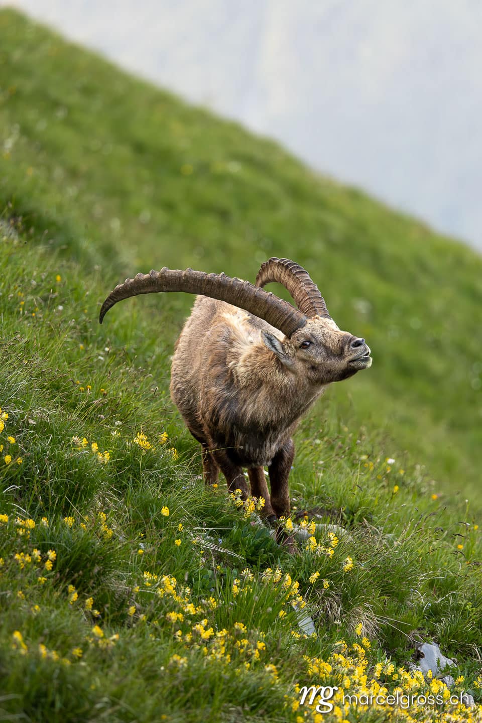 Steinbock Bilder. . Marcel Gross Photography
