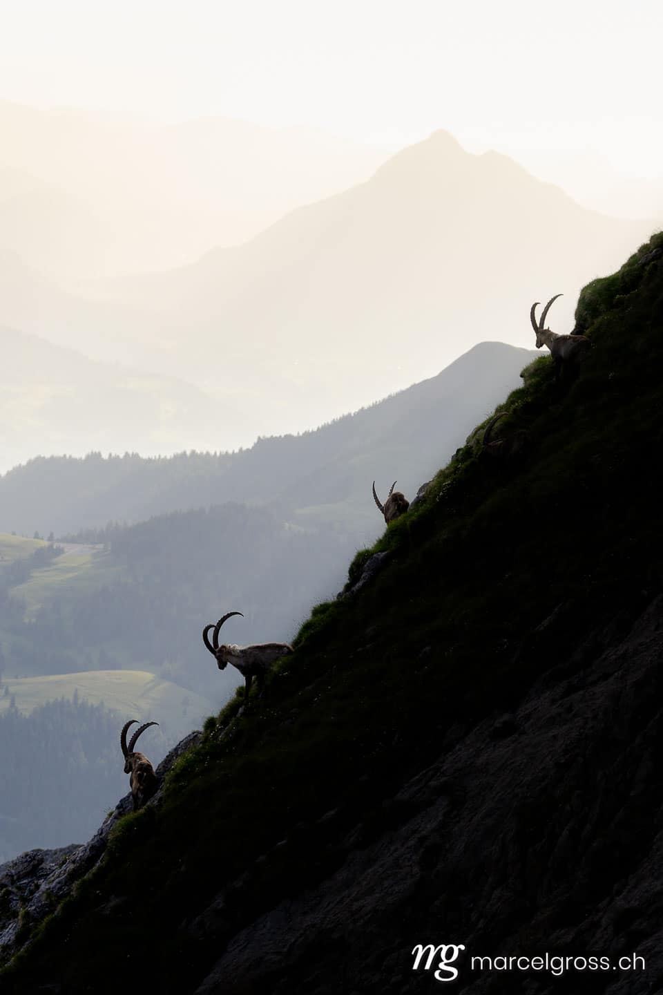 Steinbock Bilder. . Marcel Gross Photography