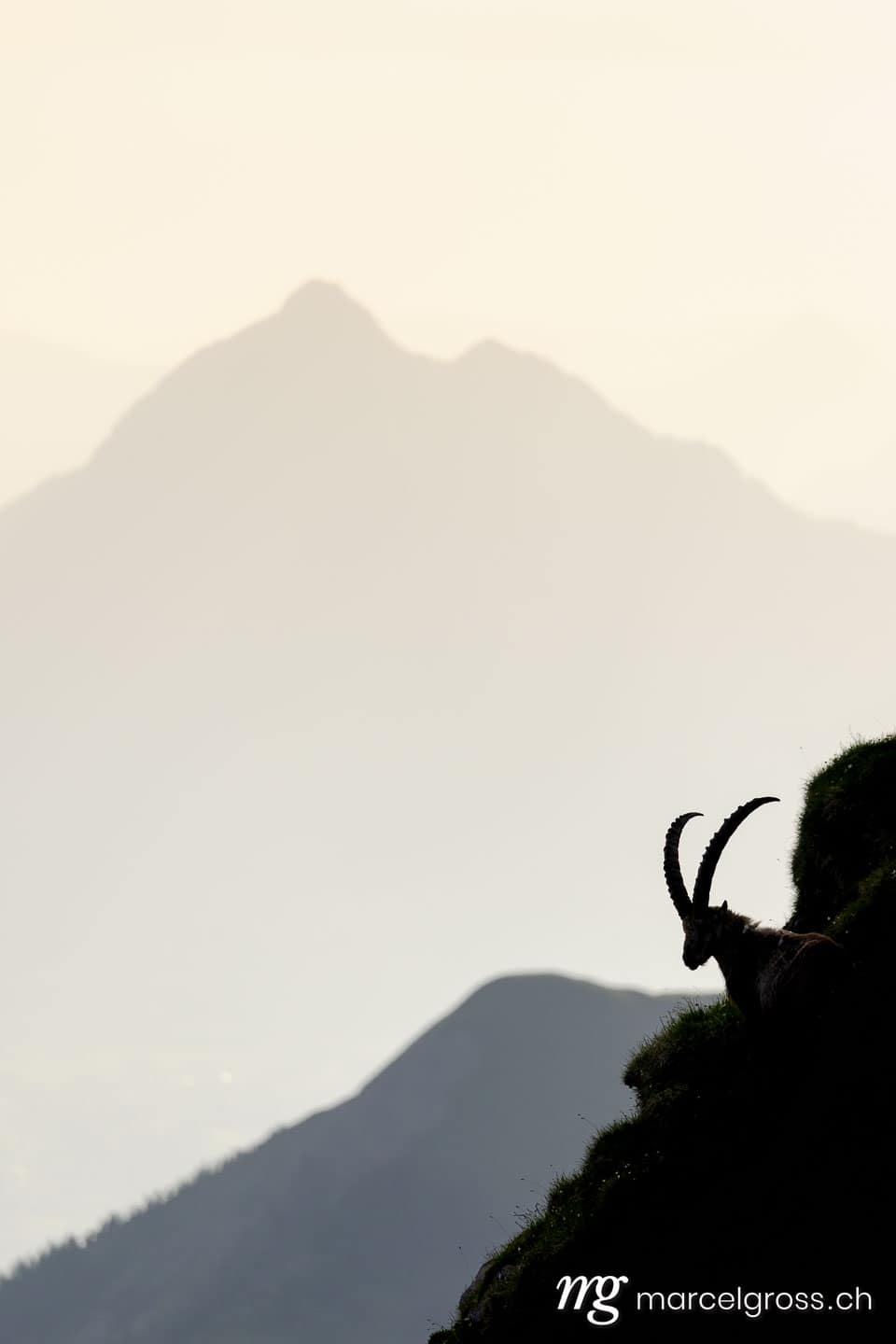 Steinbock Bilder. . Marcel Gross Photography