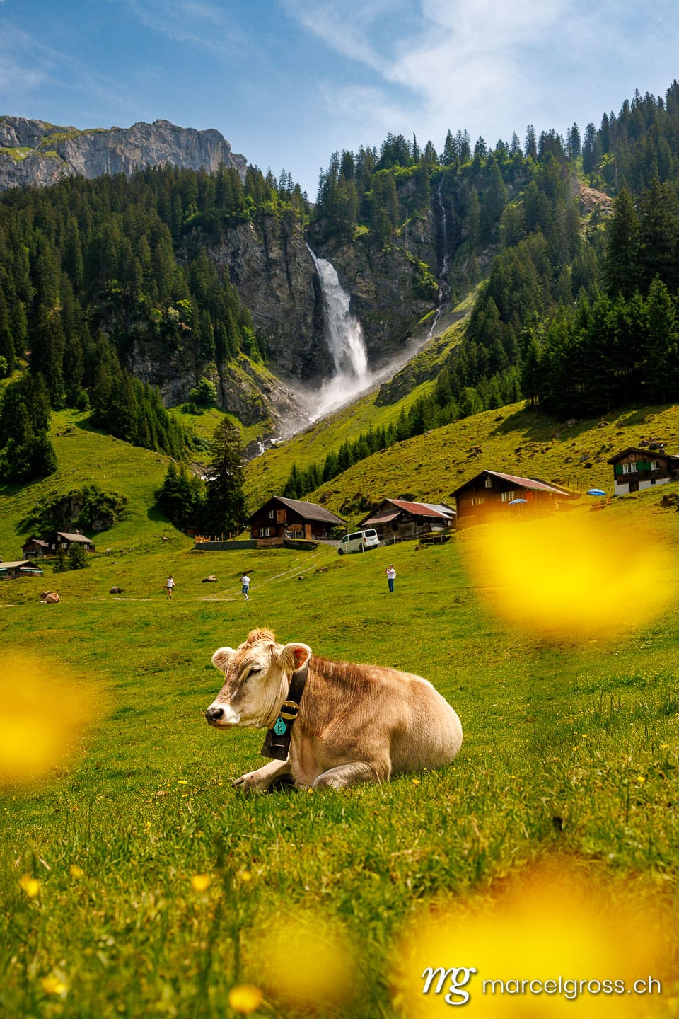 . swiss cow lying in alpine meadow in summer with wild flowers in front of Stäuber Waterfall, Uri. Marcel Gross Photography