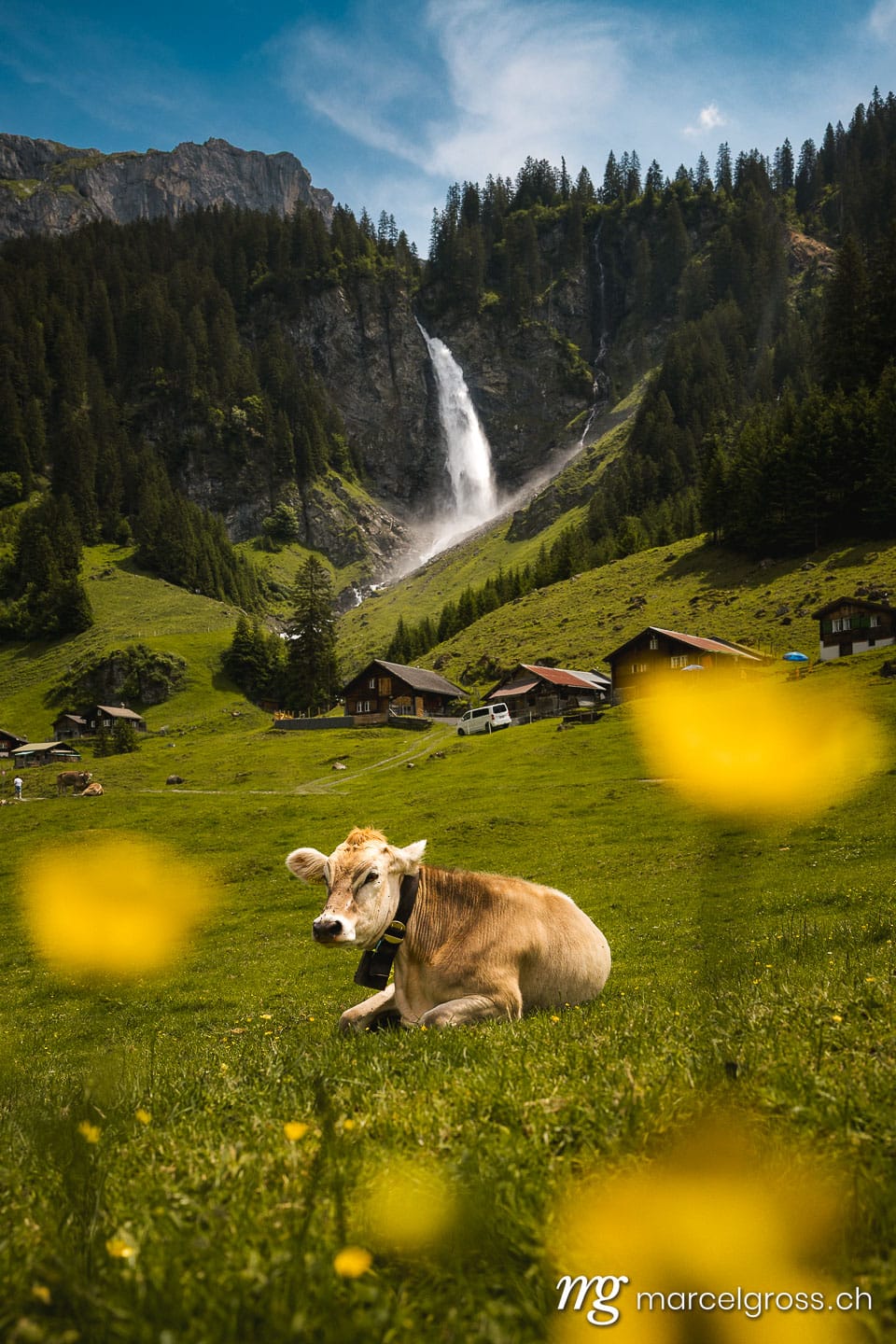 . swiss cow lying in alpine meadow in summer with wild flowers in front of Stäuber Waterfall, Uri. Marcel Gross Photography