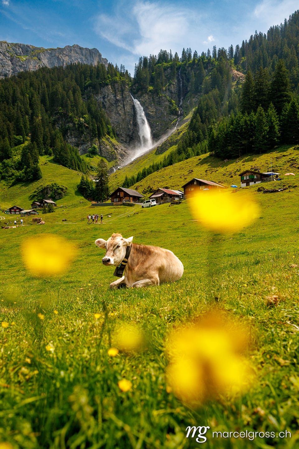 . swiss cow lying in alpine meadow in summer with wild flowers in front of Stäuber Waterfall, Uri. Marcel Gross Photography
