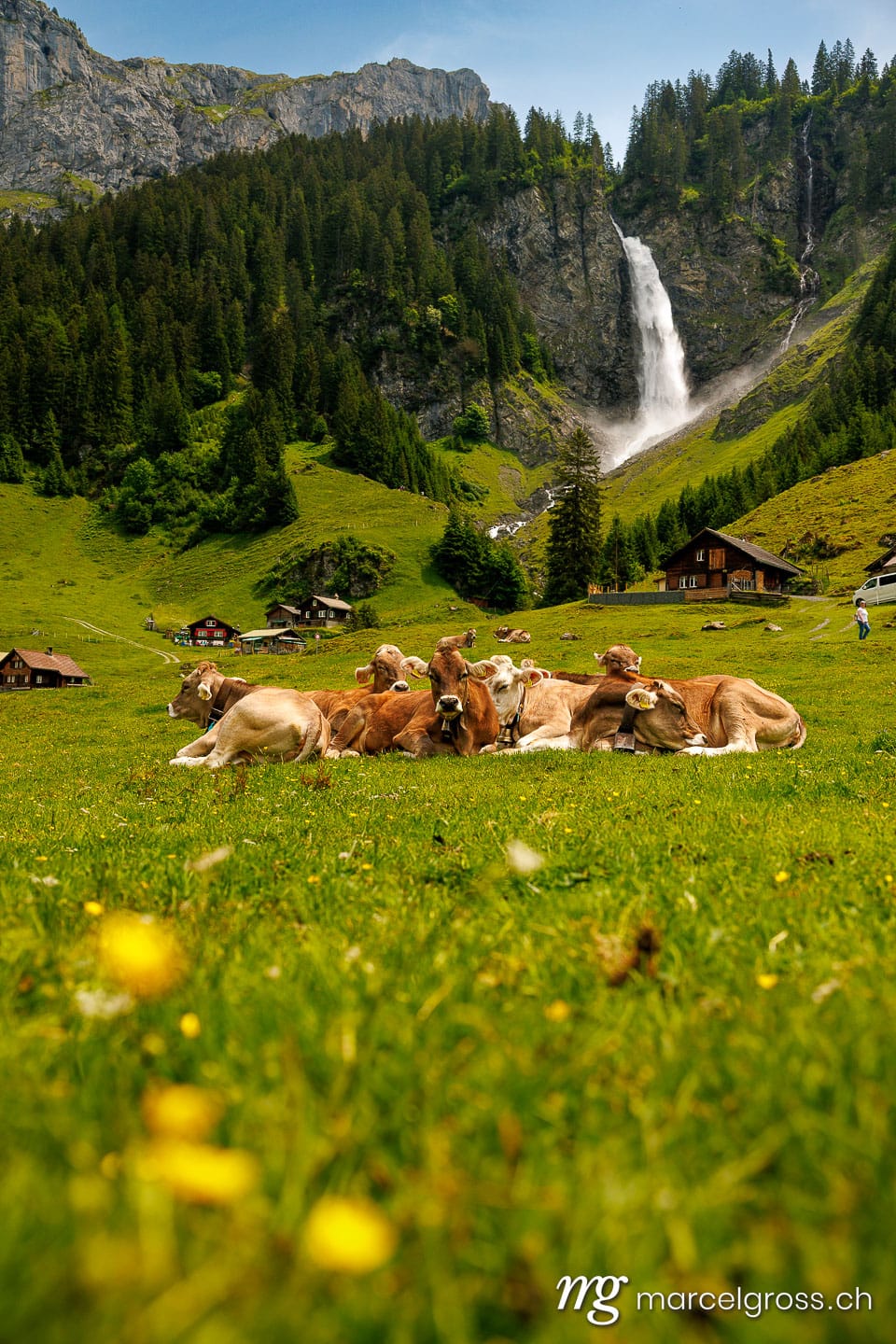 . herd of swiss cows lying in an alpine meadow in summer with wild flowers in front of Stäuber Waterfall, Uri. Marcel Gross Photography