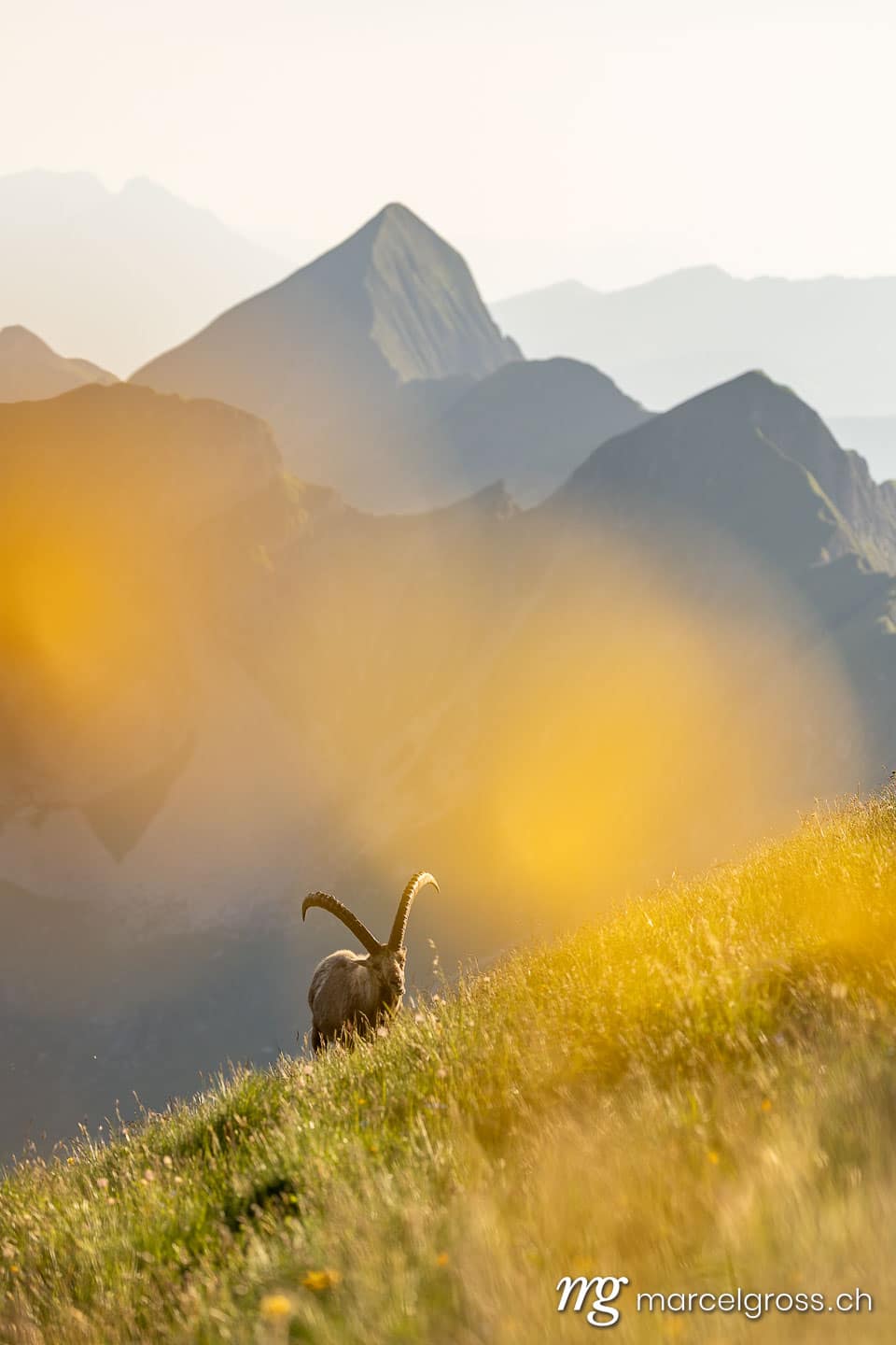 .  (c) Marcel Gross Photography