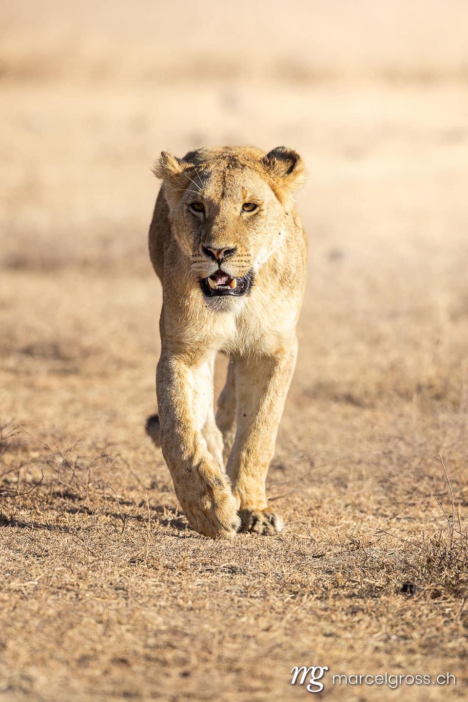 Lioness (Panthera leo) walking on dry savanna, Ngorongoro, Tanzania, Eastern Africa.  (c) Marcel Gross Photography