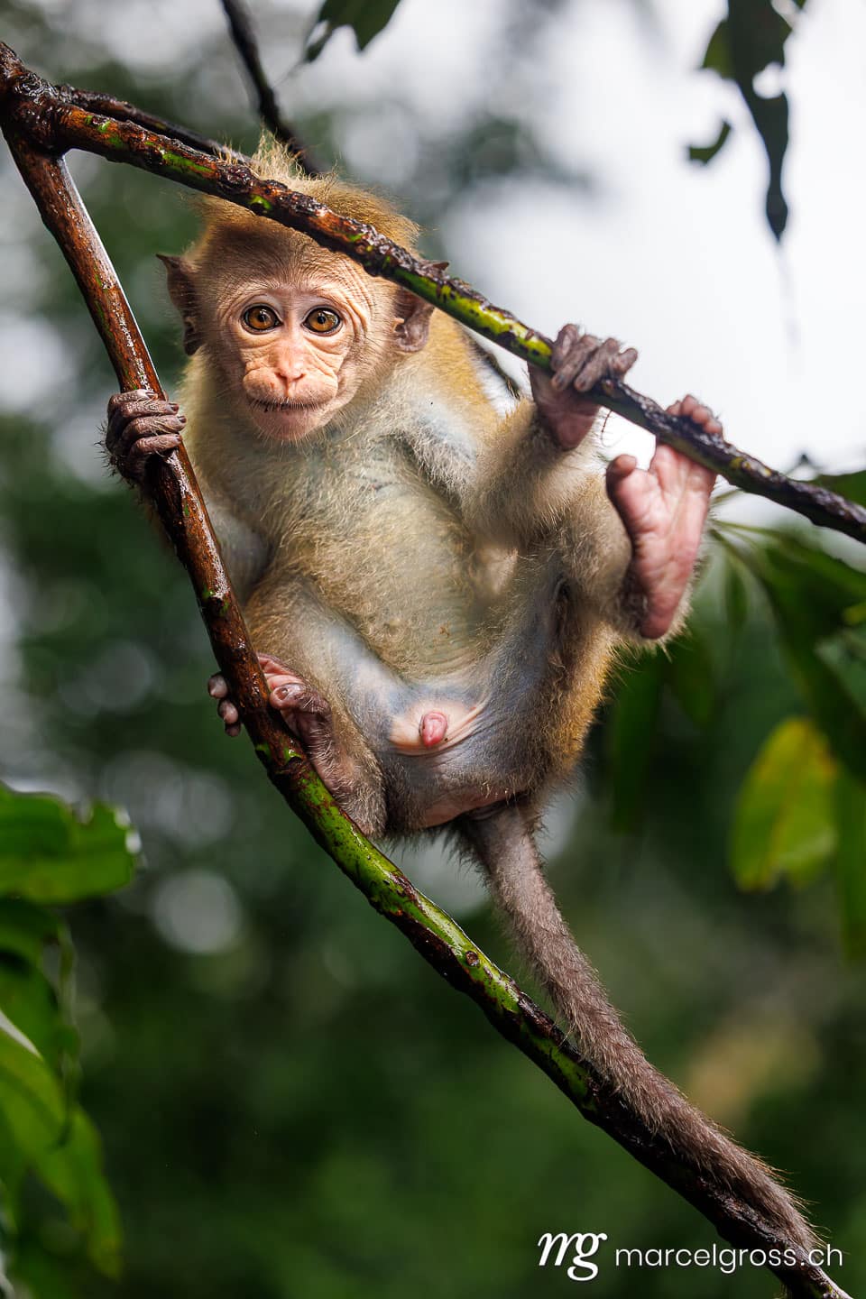 Juvenile toque macaque (Macaca sinica) on branch, Central Highlands, Ella, Sri Lanka. sri lanka bilder (c) Marcel Gross Photography