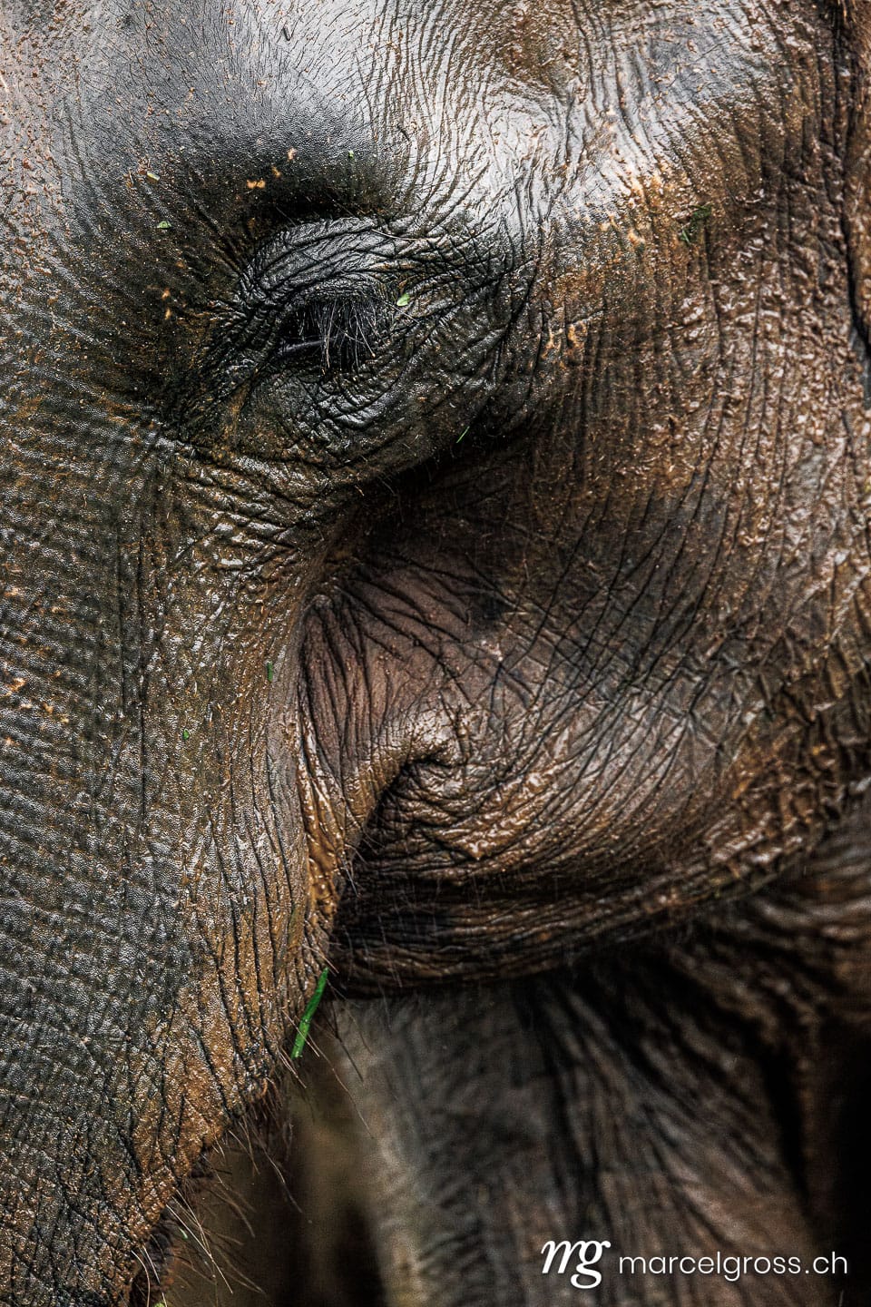Close-up of Asian Elephant (Elephas maximus) Eye in Udawalawe National Park, Sri Lanka. sri lanka bilder (c) Marcel Gross Photography
