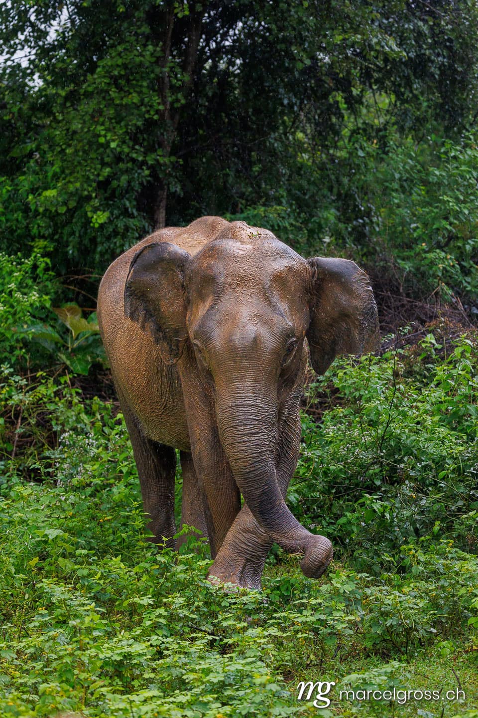 Asian elephant in lush Udawalawe National Park, Sri Lanka (Elephas maximus). sri lanka bilder (c) Marcel Gross Photography
