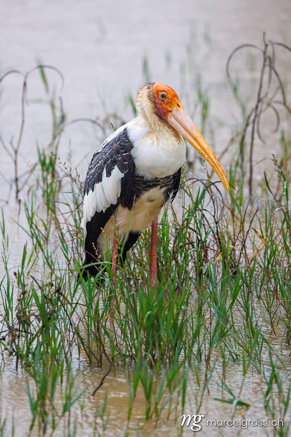 Painted Stork in Wetlands, Udawalawe National Park, Sri Lanka (Mycteria leucocephala). sri lanka bilder (c) Marcel Gross Photography