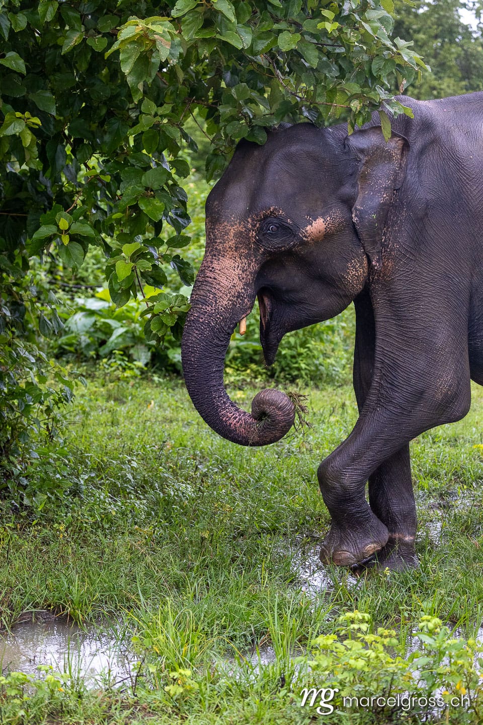 Asian Elephant in Lush Greenery, Udawalawe National Park, Sri Lanka (Elephas maximus). sri lanka bilder (c) Marcel Gross Photography