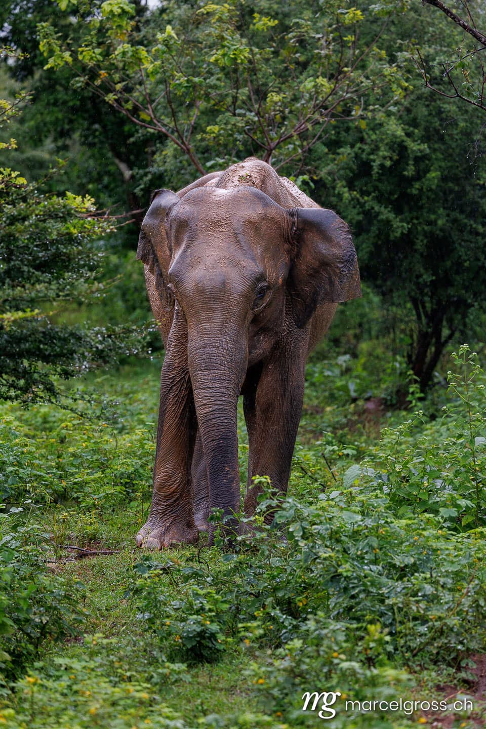 Asian Elephant in Udawalawe National Park, Sri Lanka (Elephas maximus). sri lanka bilder (c) Marcel Gross Photography