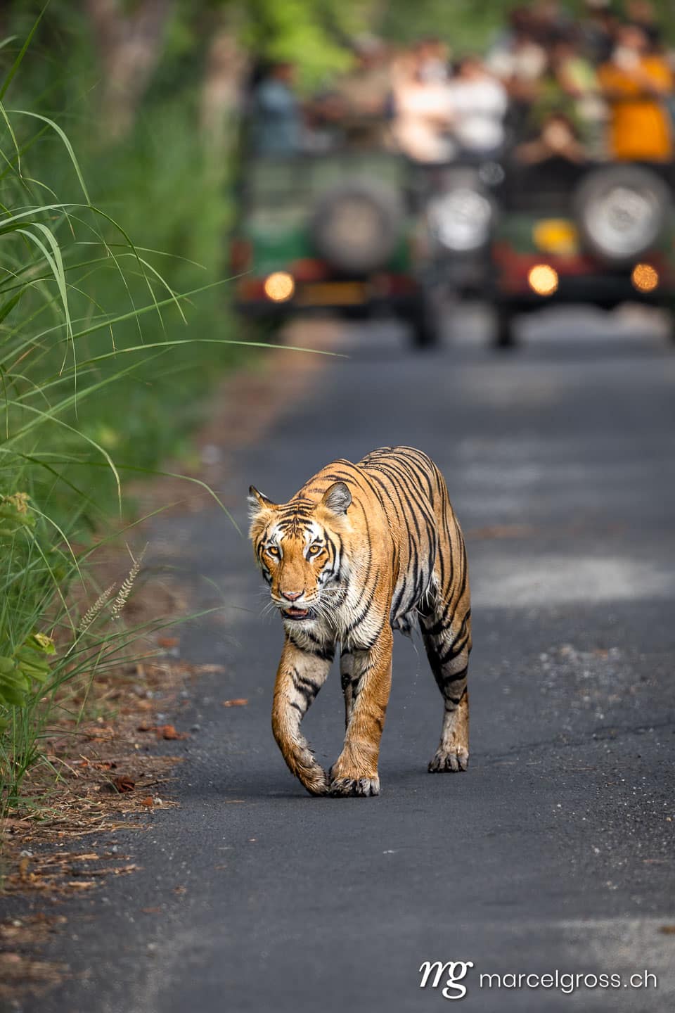 Bengal Tiger (Panthera tigris tigris) Walking on Road in Pilibhit, North India with Safari Vehicles in Background. (c) Marcel Gross Photography