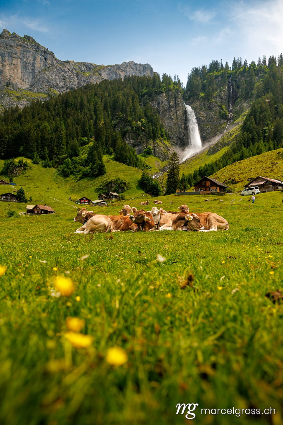 Herd of Swiss cows lying in an alpine meadow in summer with wild flowers in front of Stäuber Waterfall, Uri. (c) Marcel Gross Photography