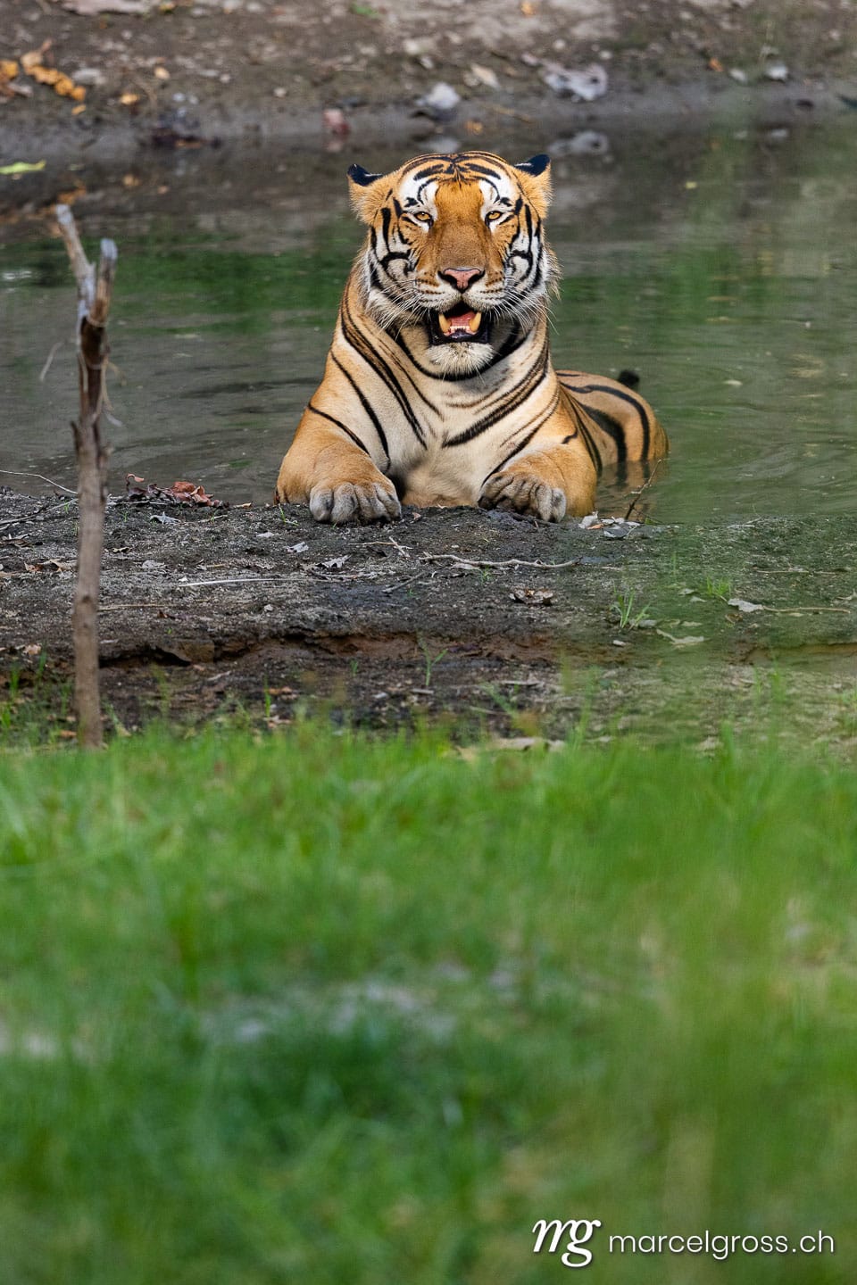Bengal Tiger (Panthera tigris tigris) resting by waterhole in Dudhwa, North India. (c) Marcel Gross Photography