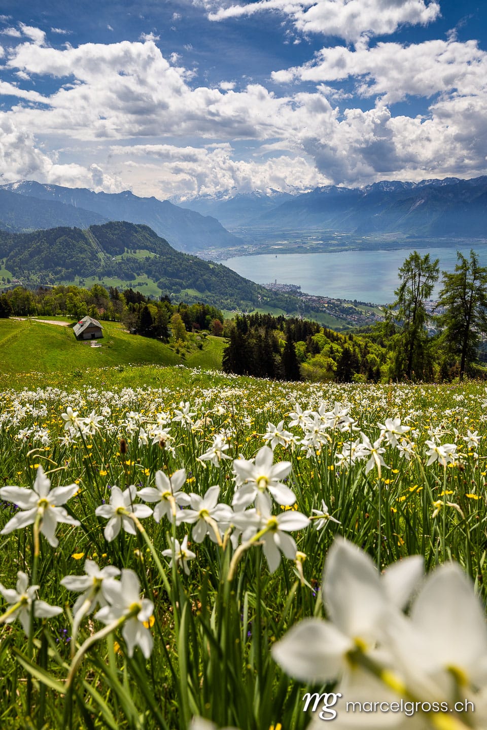 Spring Narcissus Bloom Above Lake Geneva, Les Pléiades, Vaud, Switzerland (Narcissus poeticus).  (c) Marcel Gross Photography