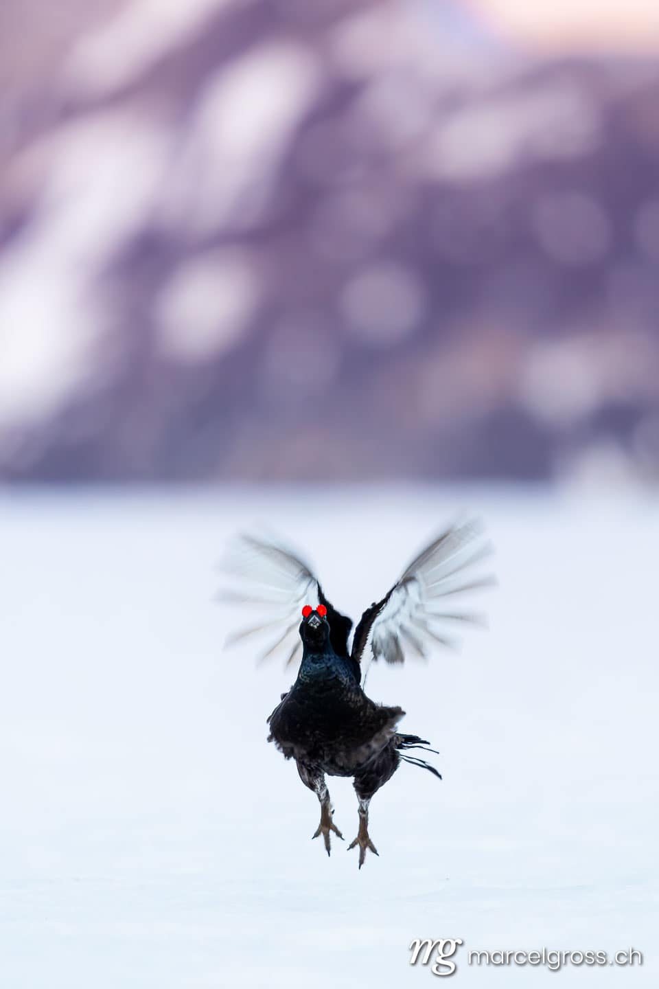 . (c) Marcel Gross Photography