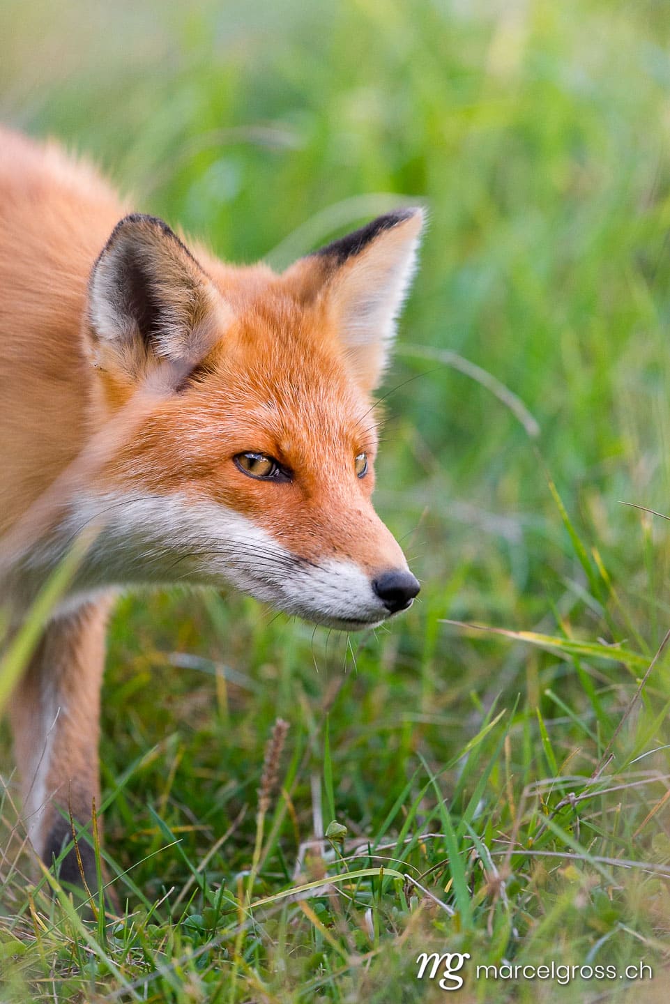 . Redfox in Shiretoko National Park, Hokkaido. Marcel Gross Photography