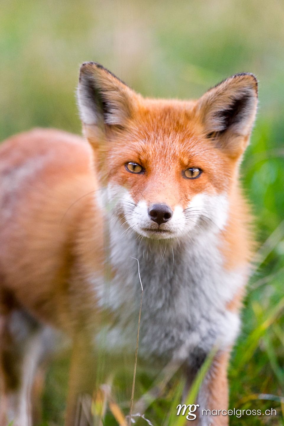 . Redfox in Shiretoko National Park, Hokkaido. Marcel Gross Photography
