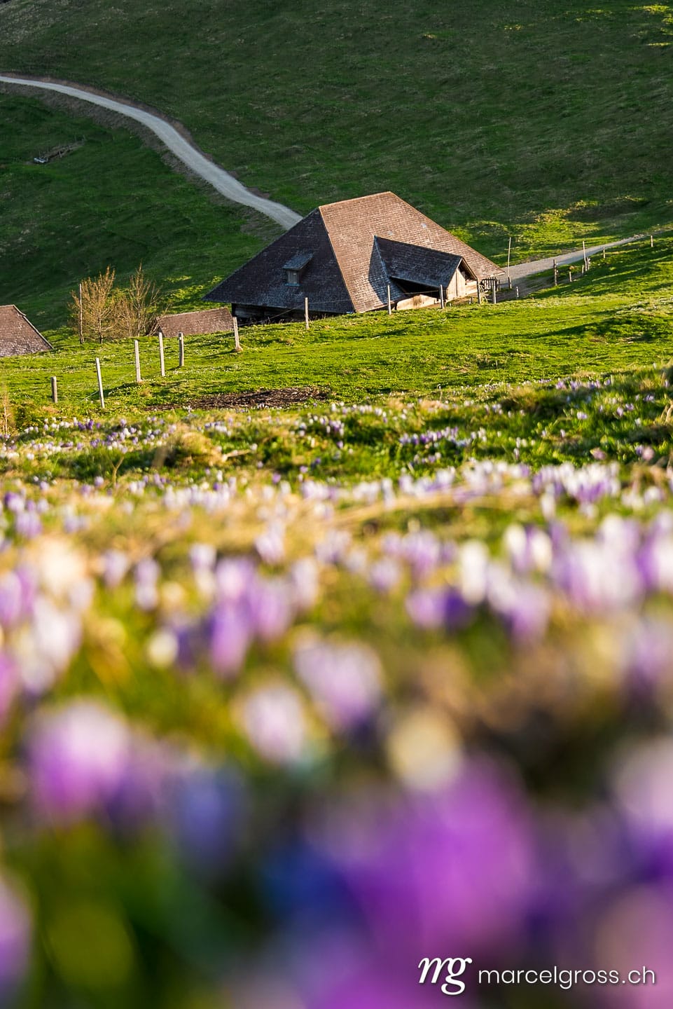 Frühlingsbilder Schweiz. Krokusblüte auf dem Rämisgümmen, Emmental. Marcel Gross Photography