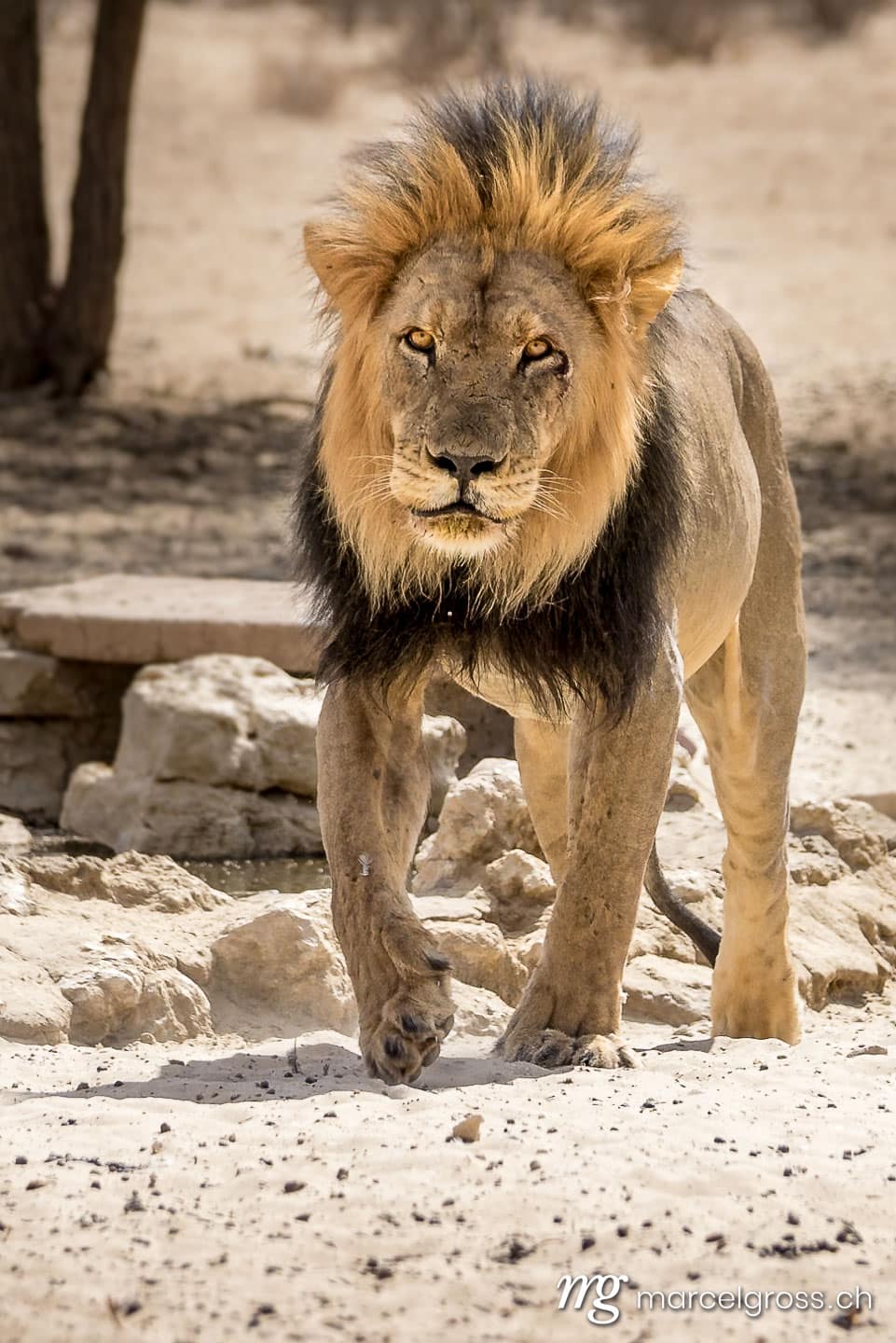 Löwen Bilder. Stattliches Kalahari-Löwen-Männchen. Marcel Gross Photography