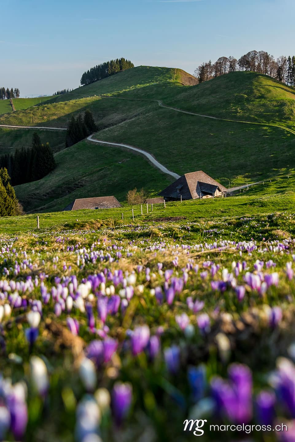 Frühlingsbilder Schweiz. Bauernhof auf dem Rämisgummen während der Krokusblüte, Emmental. Marcel Gross Photography