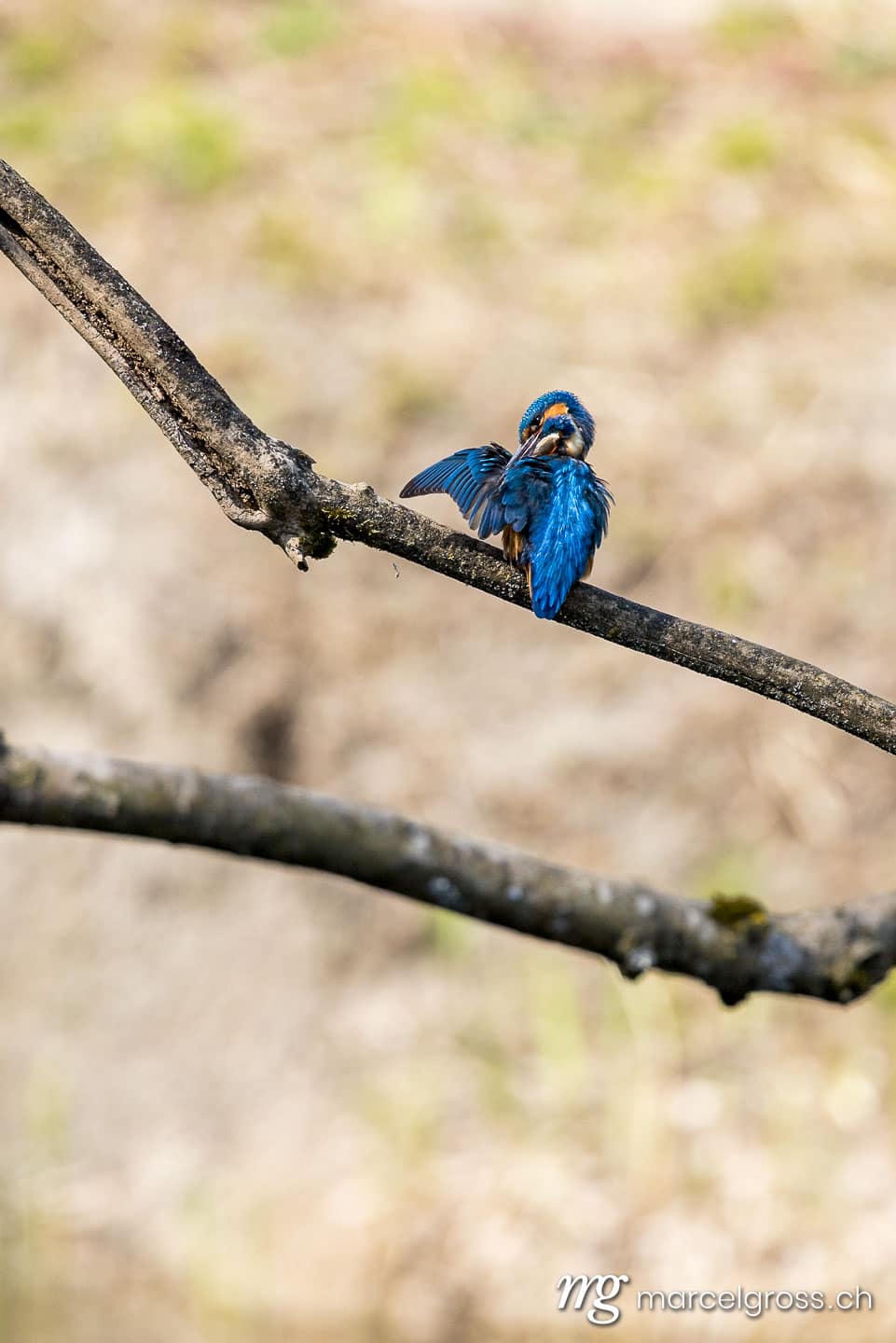 Vogel Bilder Schweiz. swiss kingfisher at a pond. Marcel Gross Photography