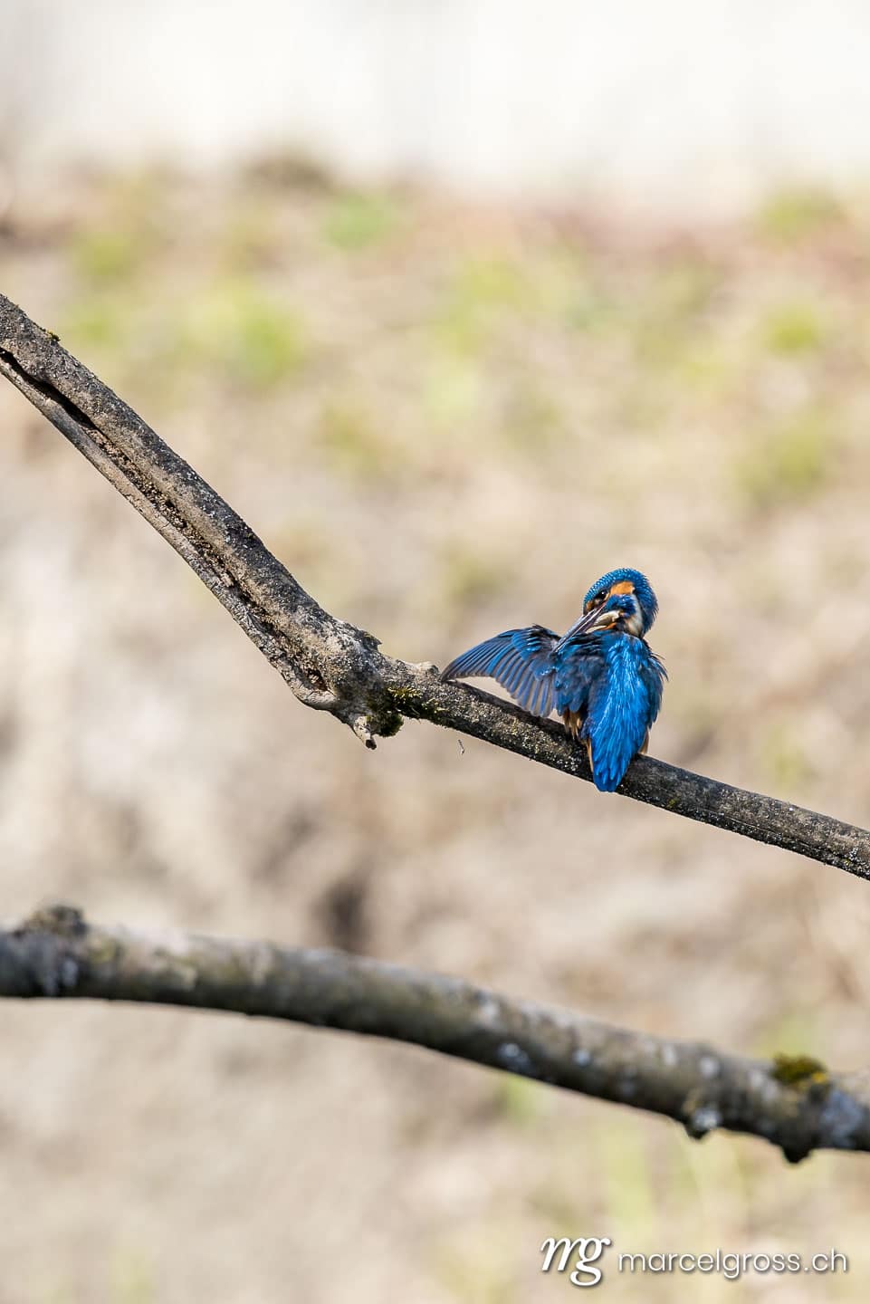 Vogel Bilder Schweiz. swiss kingfisher at a pond. Marcel Gross Photography