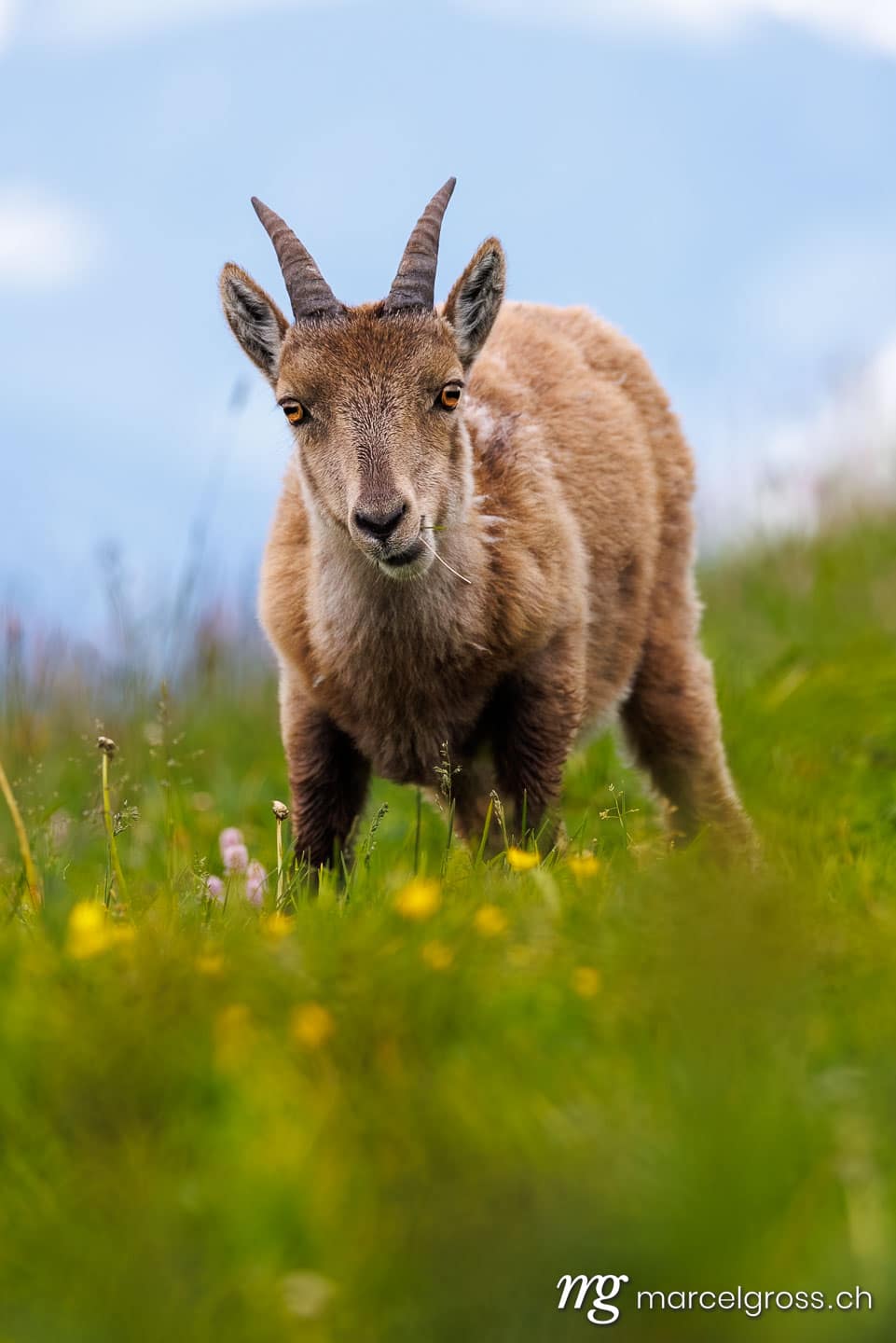 Steinbock Bilder. curious young ibex in the Bernese Alps. Marcel Gross Photography
