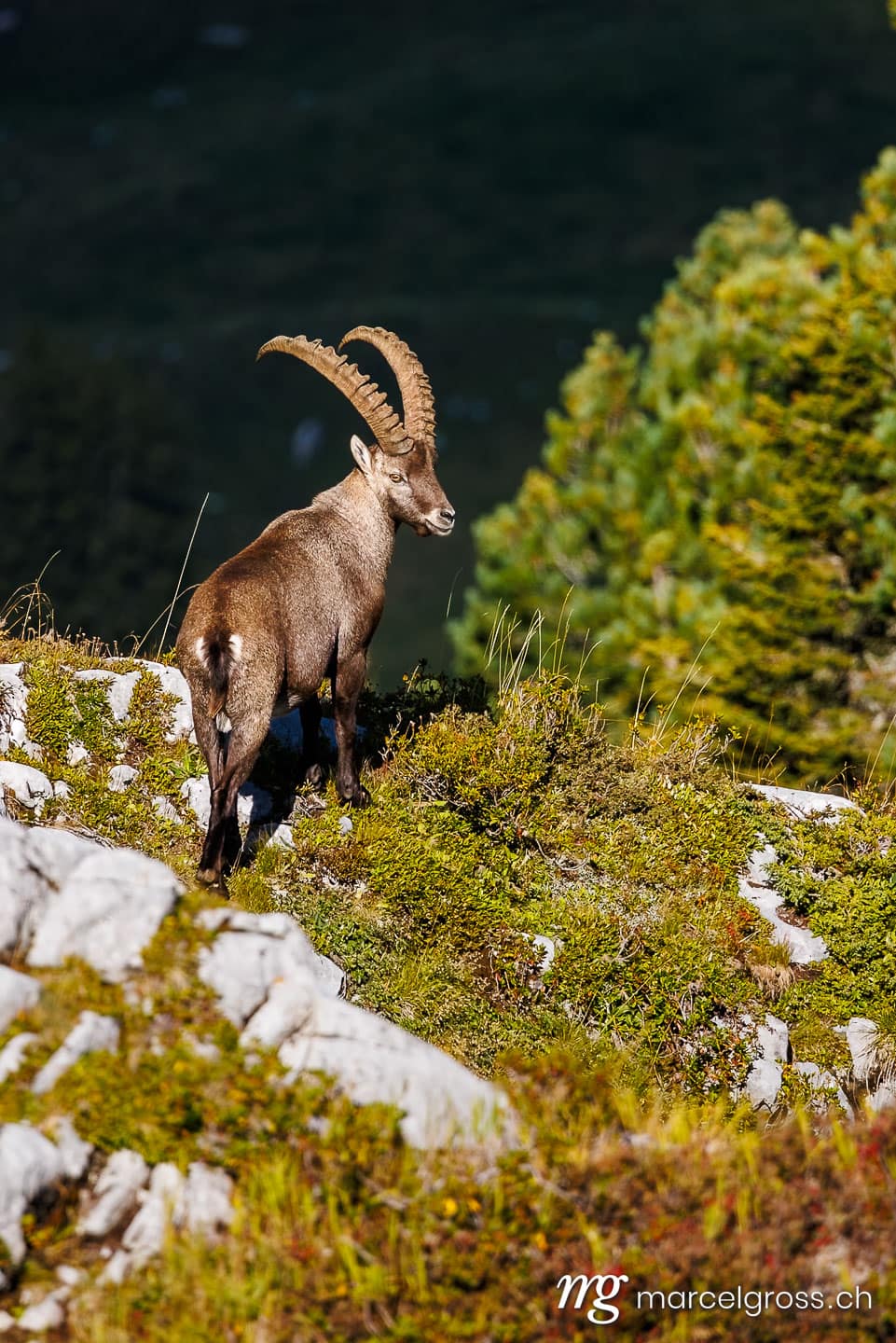 . male ibex (Capra ibex) in Naturpark Diemtigtal in Berner Oberland. Marcel Gross Photography