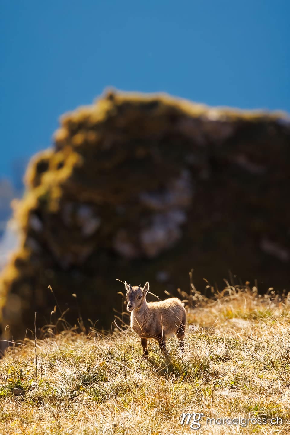 . . Marcel Gross Photography