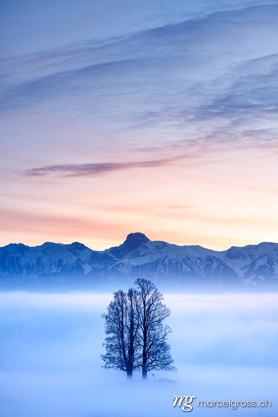 Emmental Bilder. lone tilia tree standing out from a sea of fog during blue hour in winter on Ballenbühl in Emmental. Marcel Gross Photography