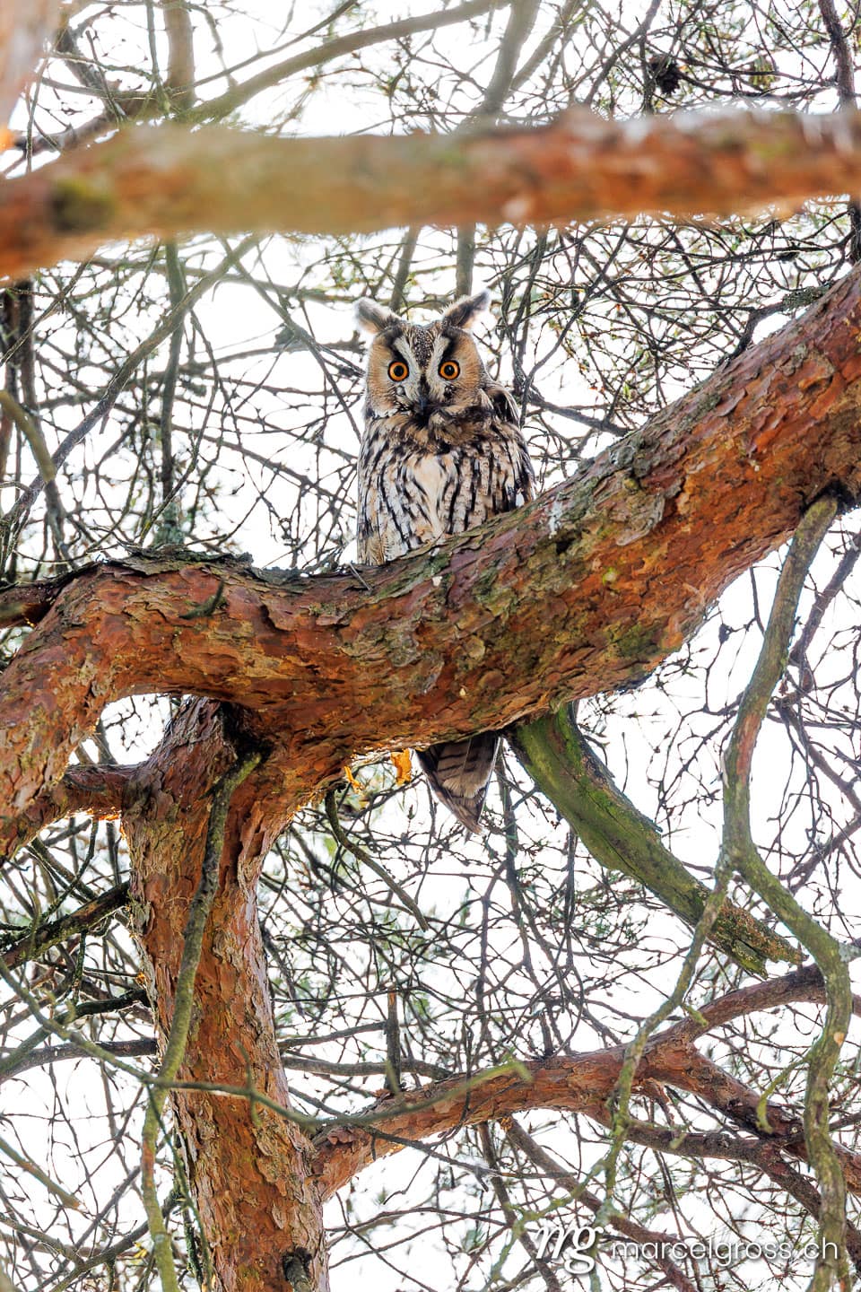 Long-eared owl (Asio otus) in a tree, Seeland, Switzerland. Wildlife of Switzerland (c) Marcel Gross Photography