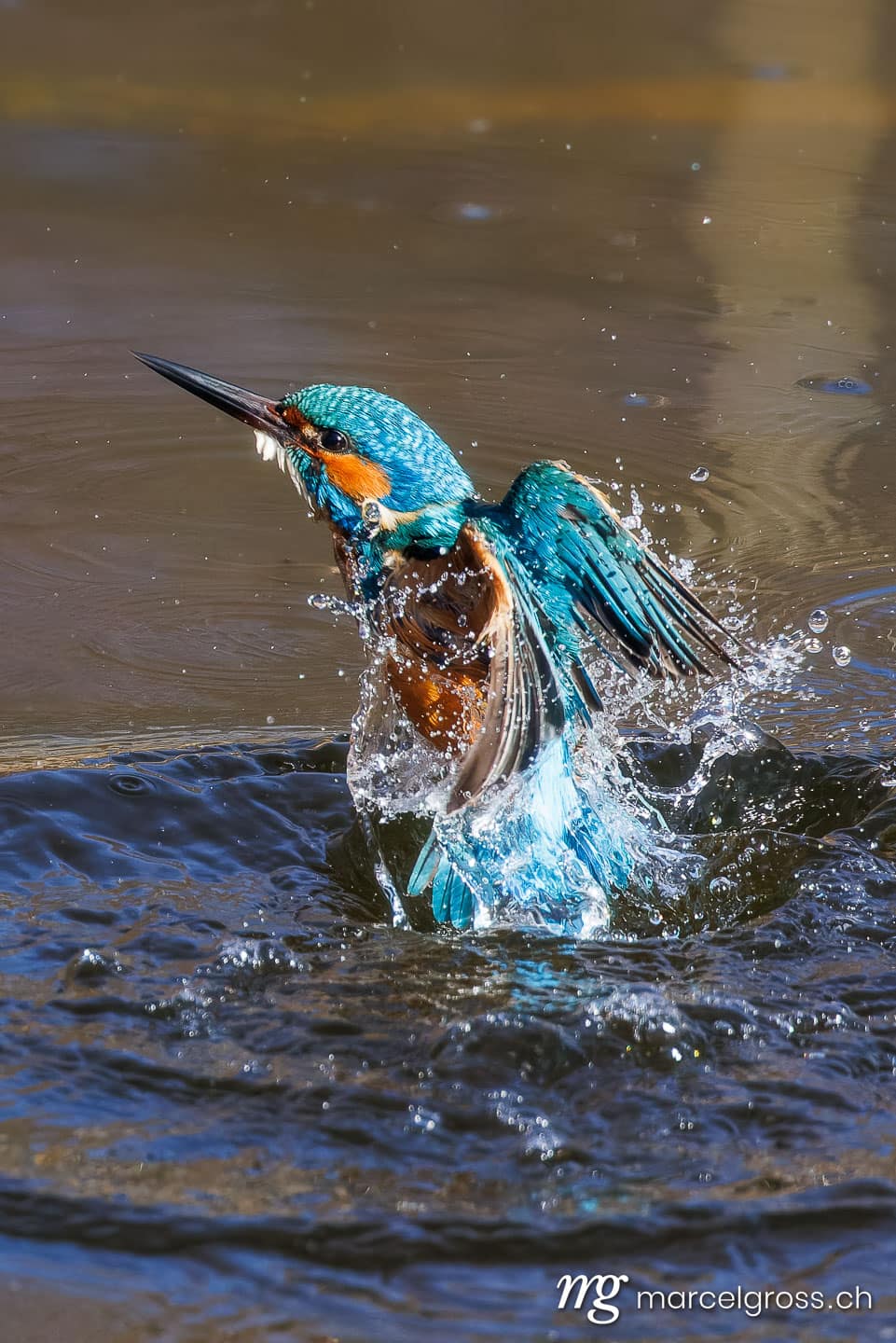 swiss bird pictures. . Marcel Gross Photography