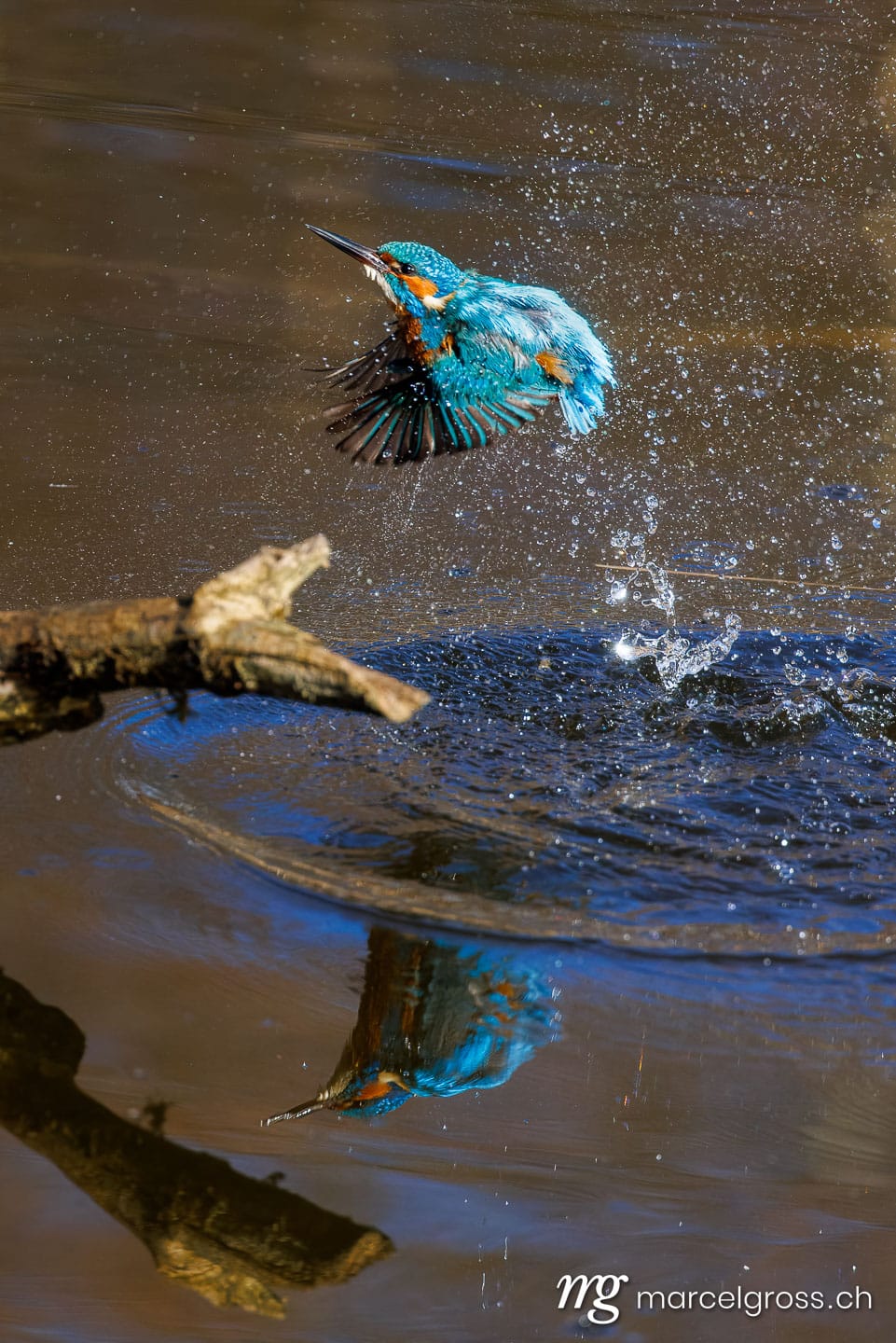 swiss bird pictures. . Marcel Gross Photography